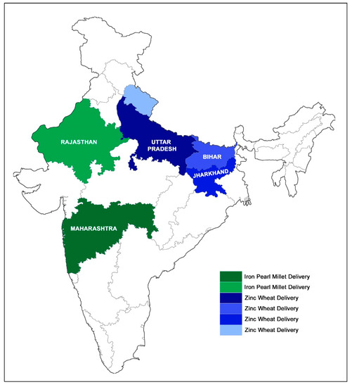 Agriculture Free FullText Breeding Biofortified Pearl Millet