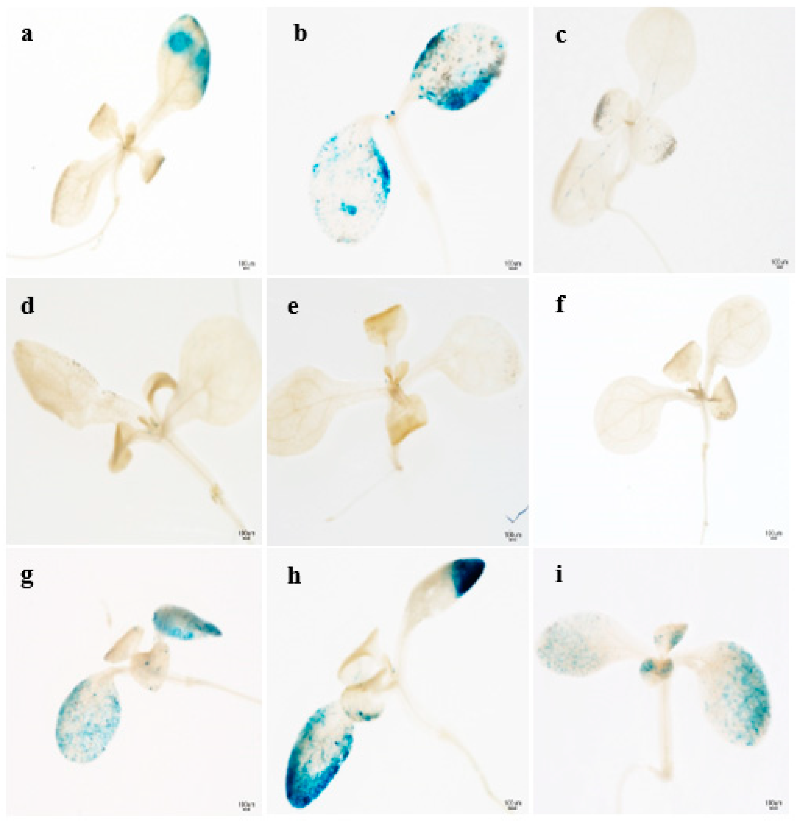 Agriculture 09 00166 g001 Agriculture 09 00166 g001