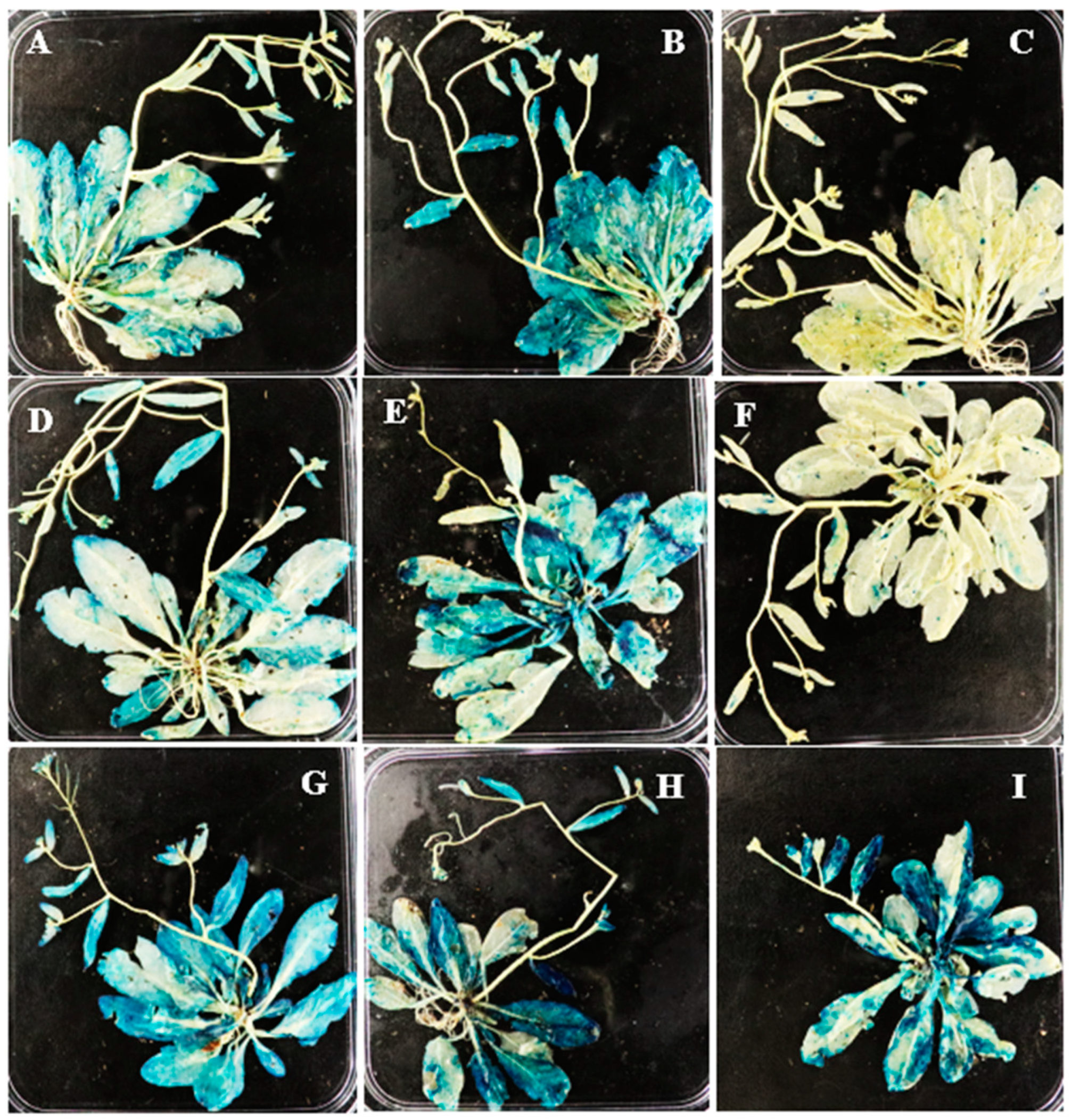 Agriculture 09 00166 g002 Agriculture 09 00166 g002