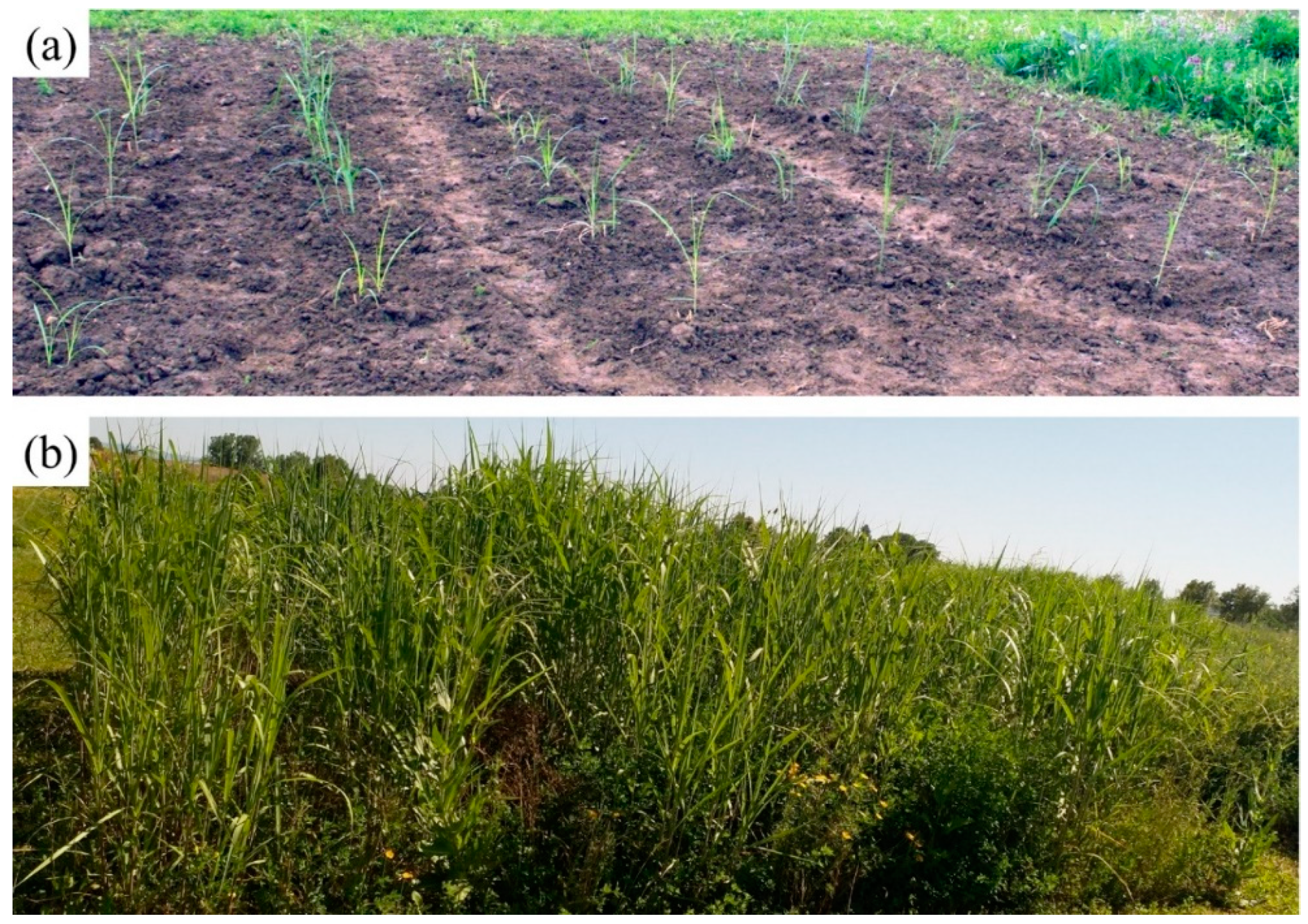 Agriculture 09 00194 g004 Agriculture 09 00194 g004