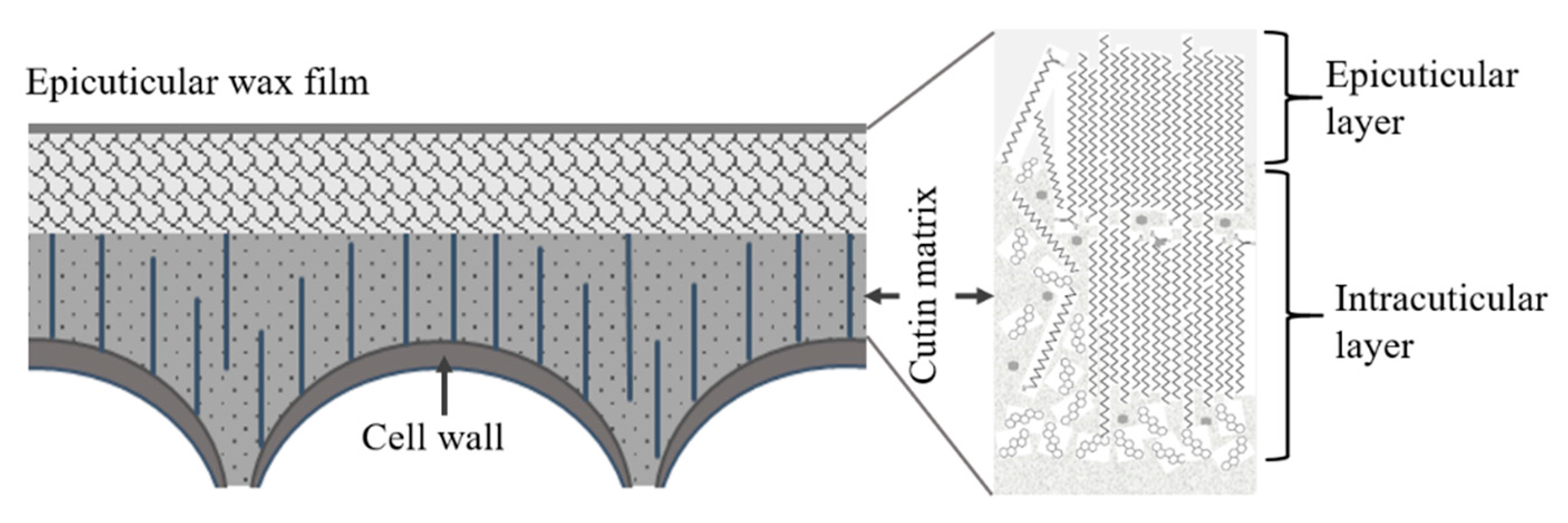 Agriculture 09 00250 g007