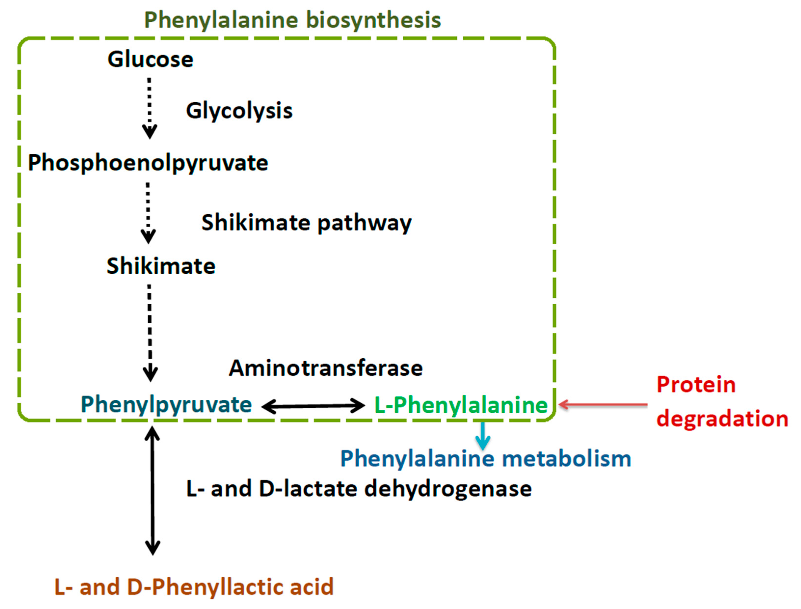 Agriculture Free Full Text Effect Of 3 Phenyllactic Acid And 3 Phenyllactic Acid Producing Lactic Acid Bacteria On The Characteristics Of Alfalfa Silage Html