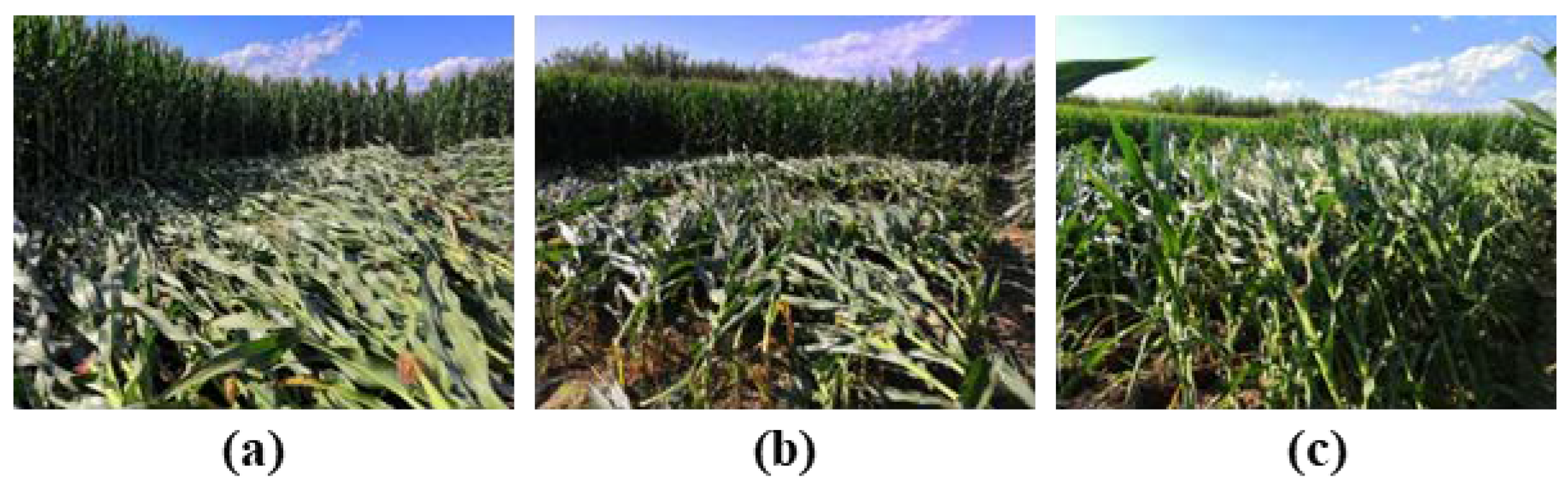 Agriculture 10 00146 g002 Agriculture 10 00146 g002