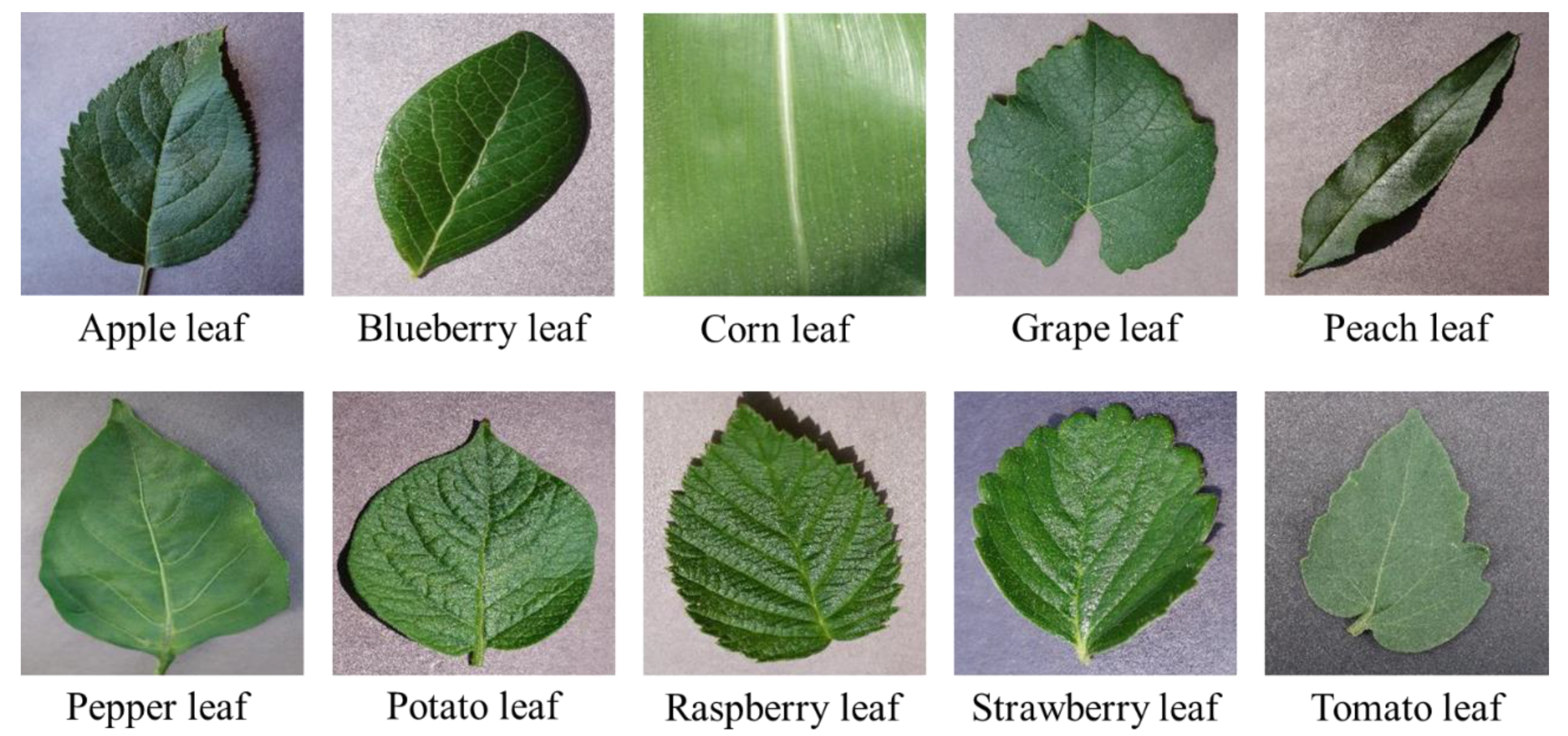 Agriculture 10 00178 g002