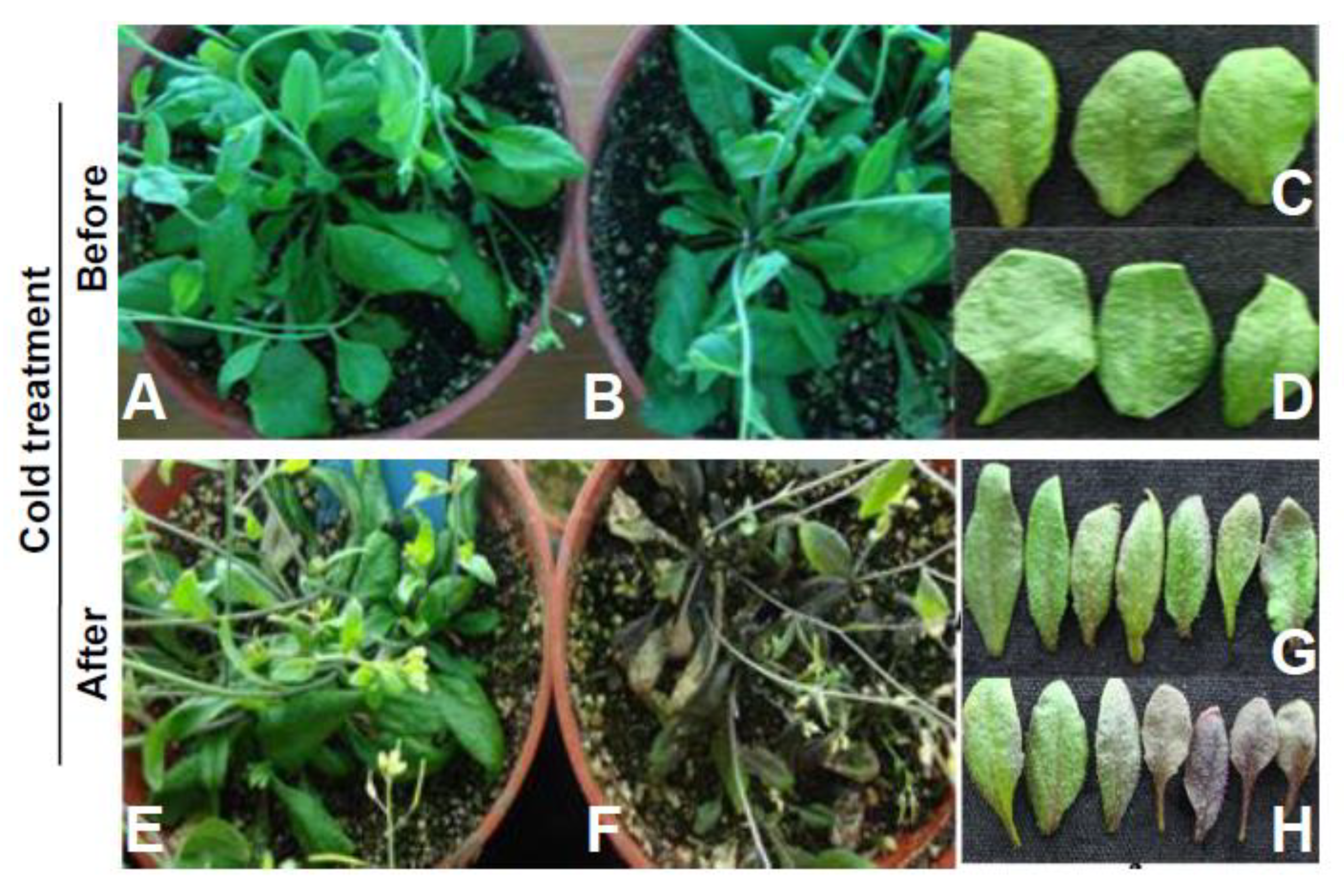 Agriculture 10 00201 g004 Agriculture 10 00201 g004