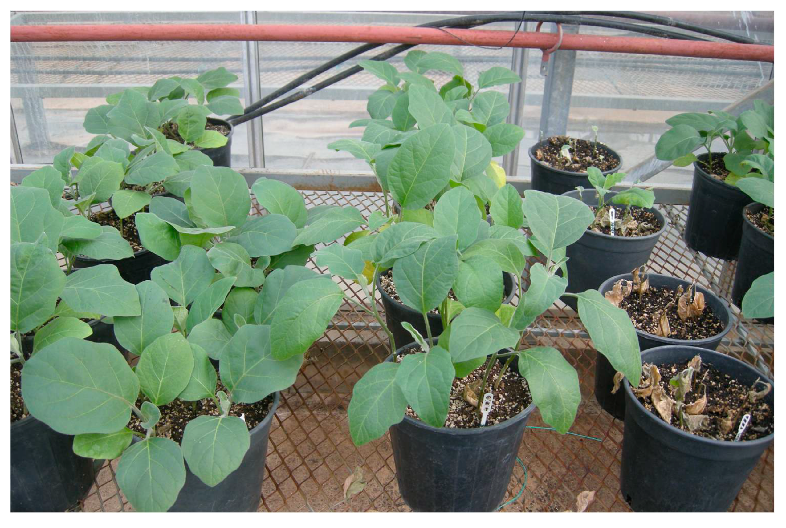 Agriculture 10 00203 g001