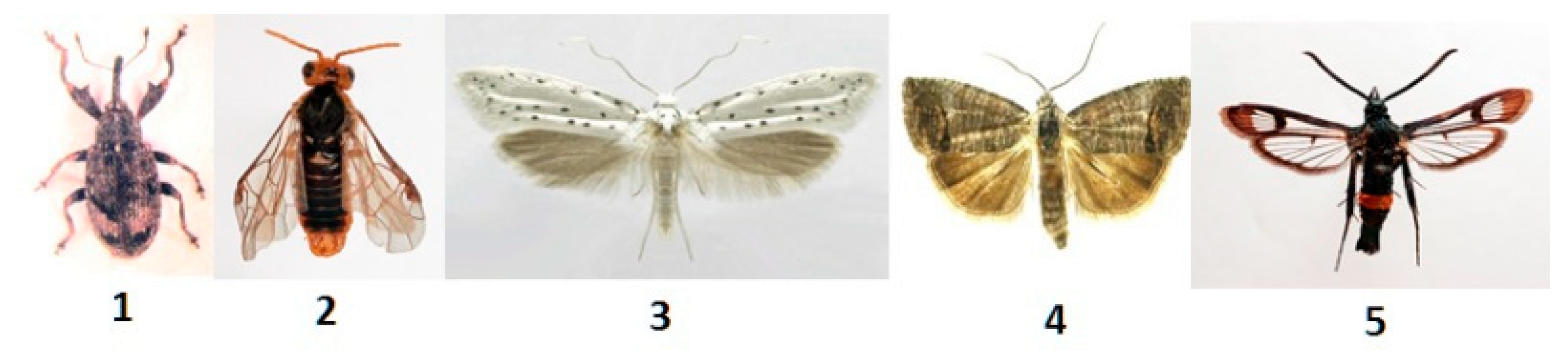 Agriculture 10 00218 g001