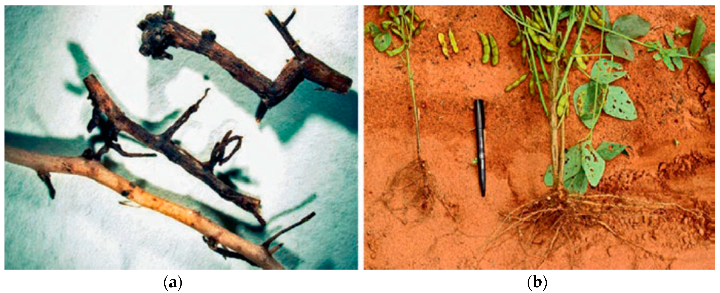 Agriculture 10 00242 g002 Agriculture 10 00242 g002