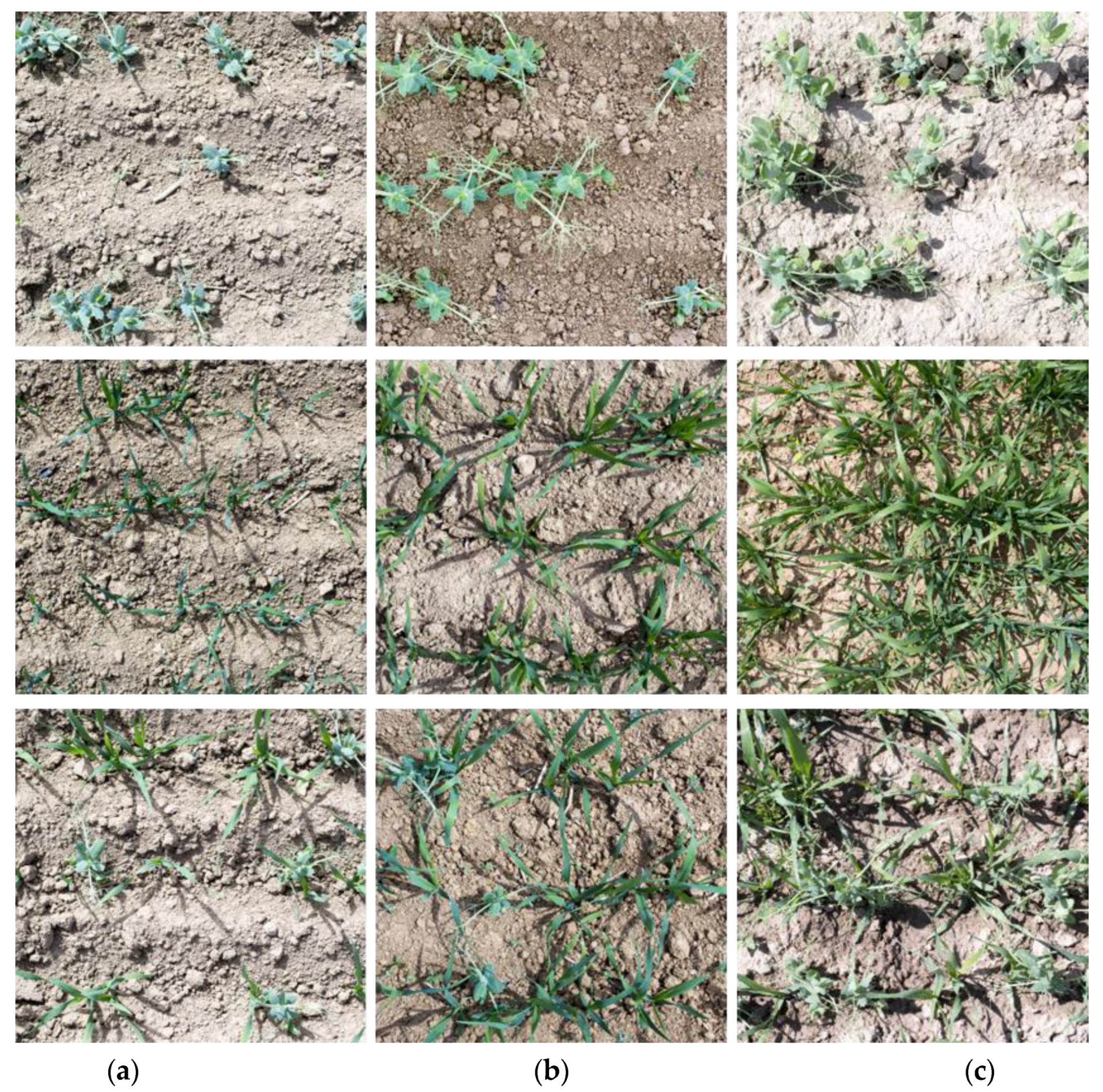 Agriculture 10 00354 g002 Agriculture 10 00354 g002