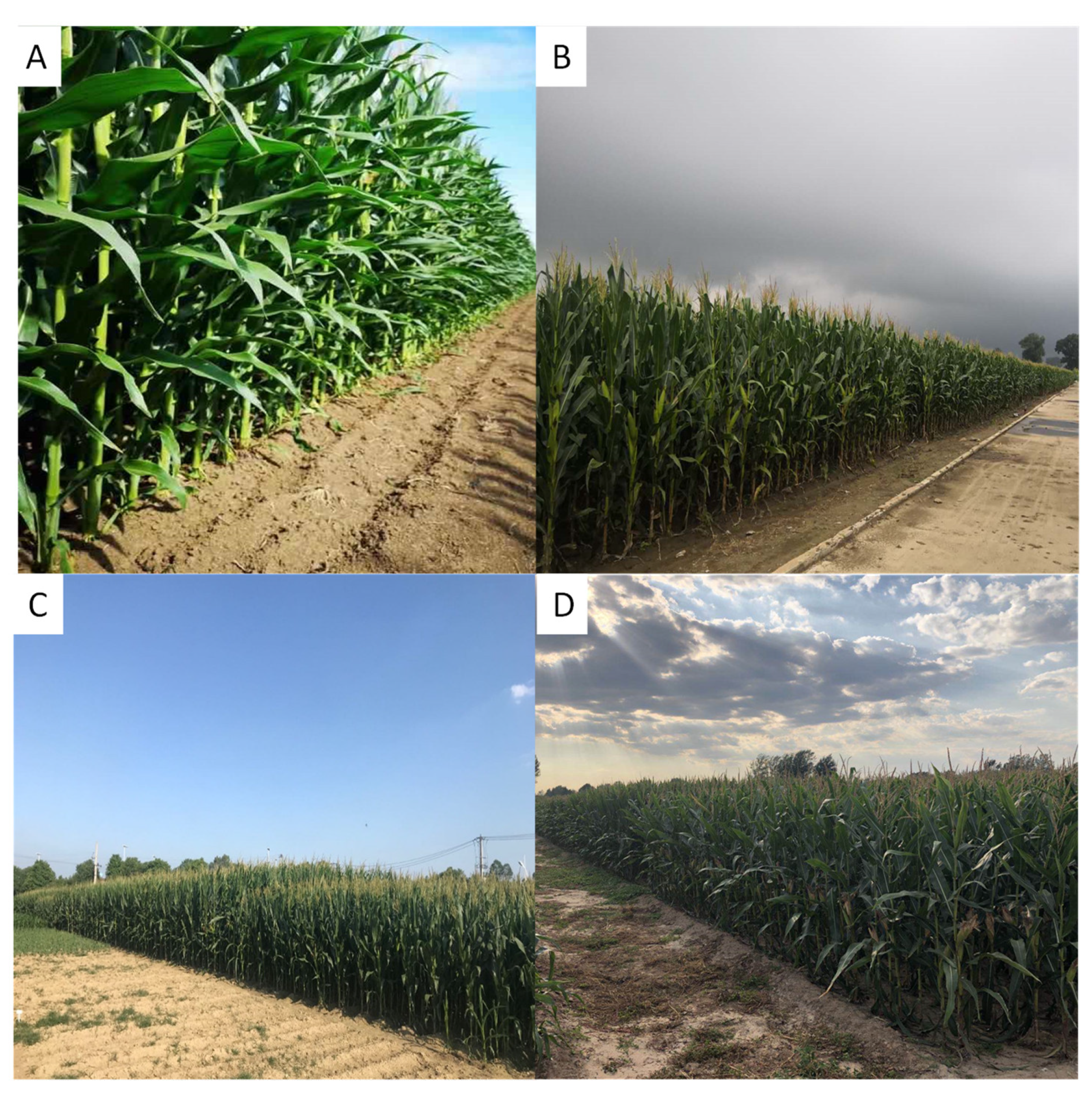 Agriculture 10 00411 g002 Agriculture 10 00411 g002