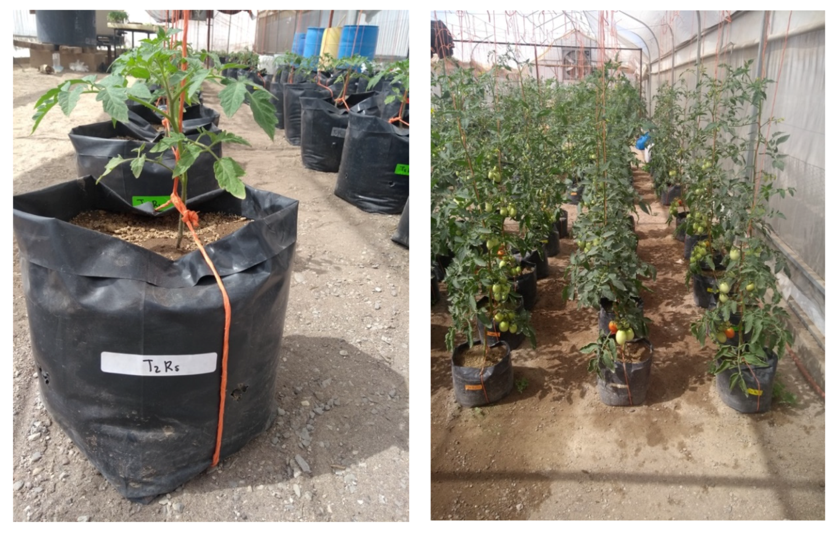 Agriculture 10 00482 g001