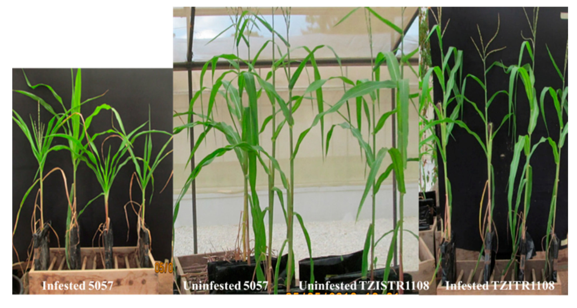 Agriculture 10 00485 g007 Agriculture 10 00485 g007