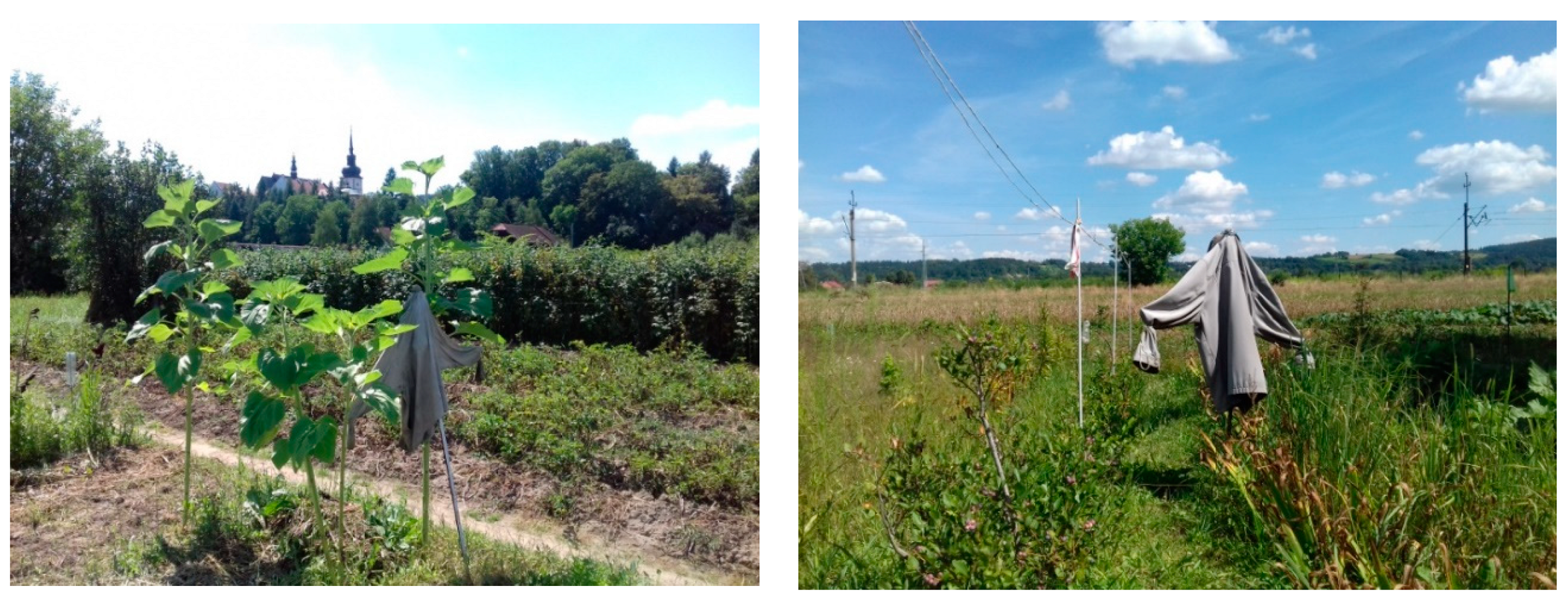 Agriculture 10 00496 g005