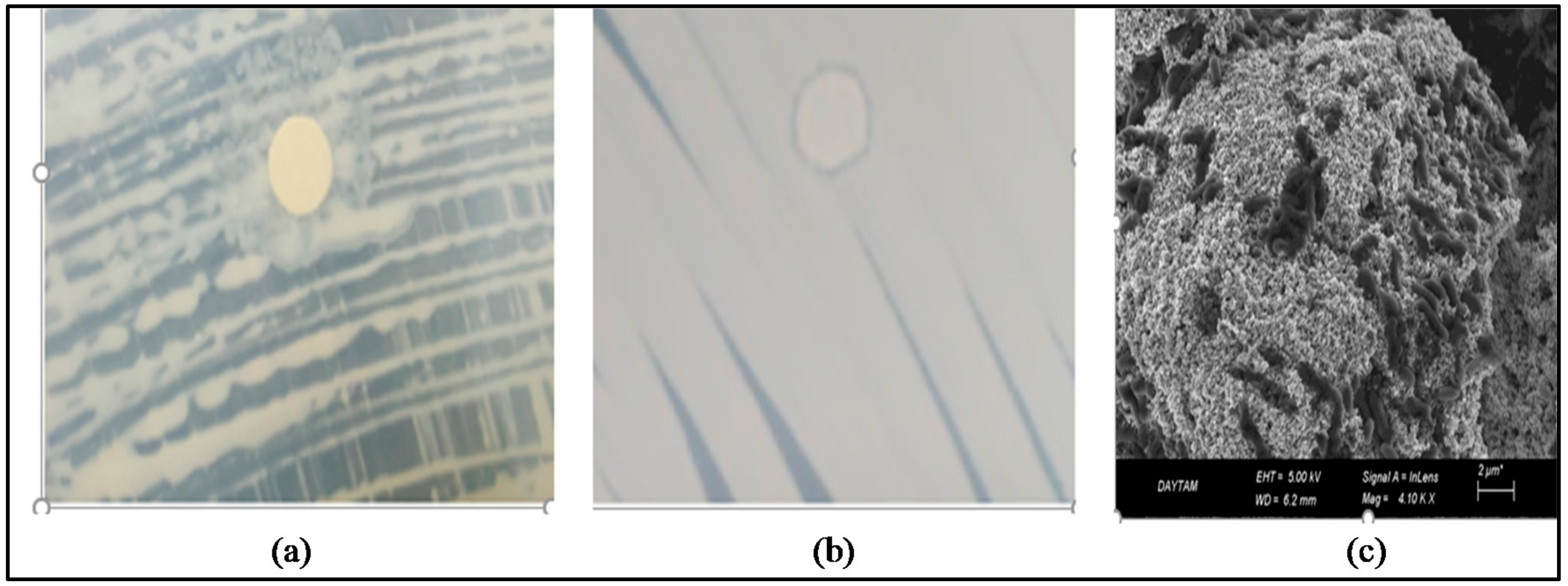 Agriculture 10 00521 g001