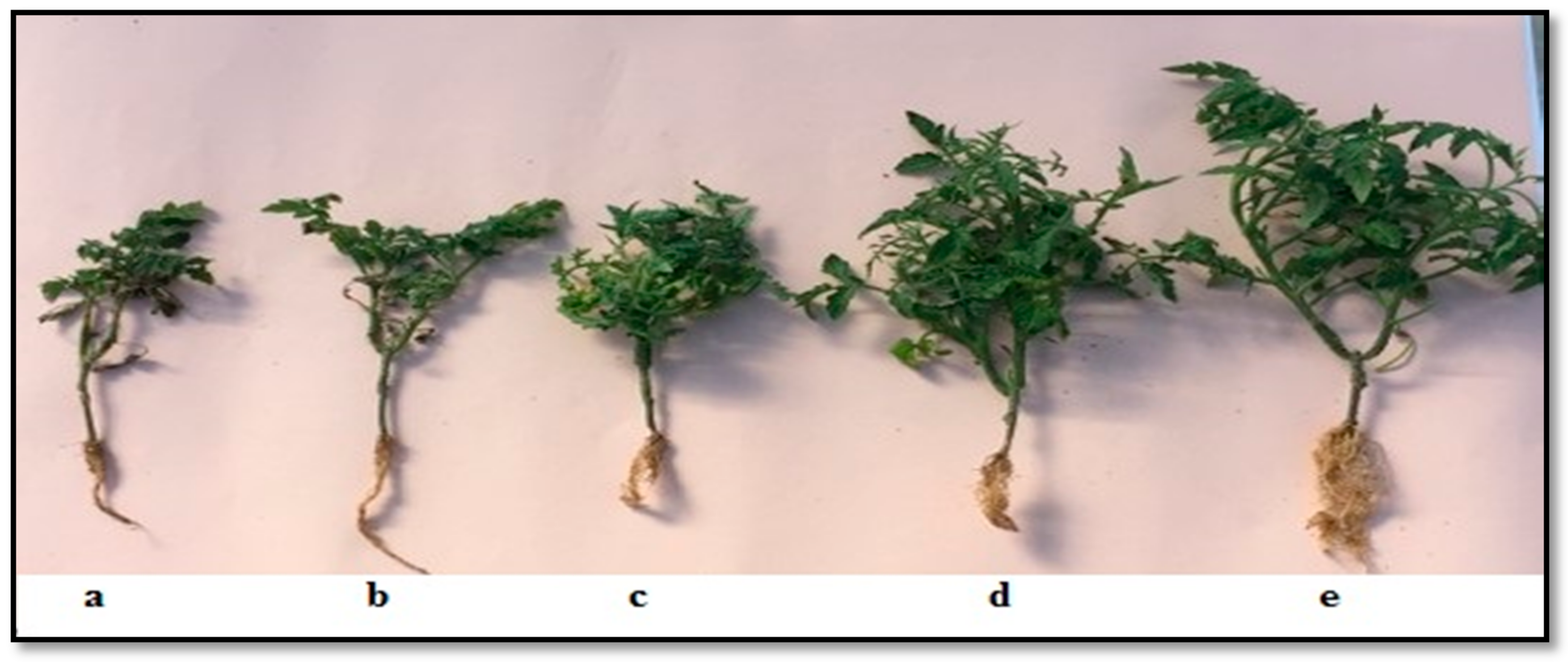 Agriculture 10 00521 g002