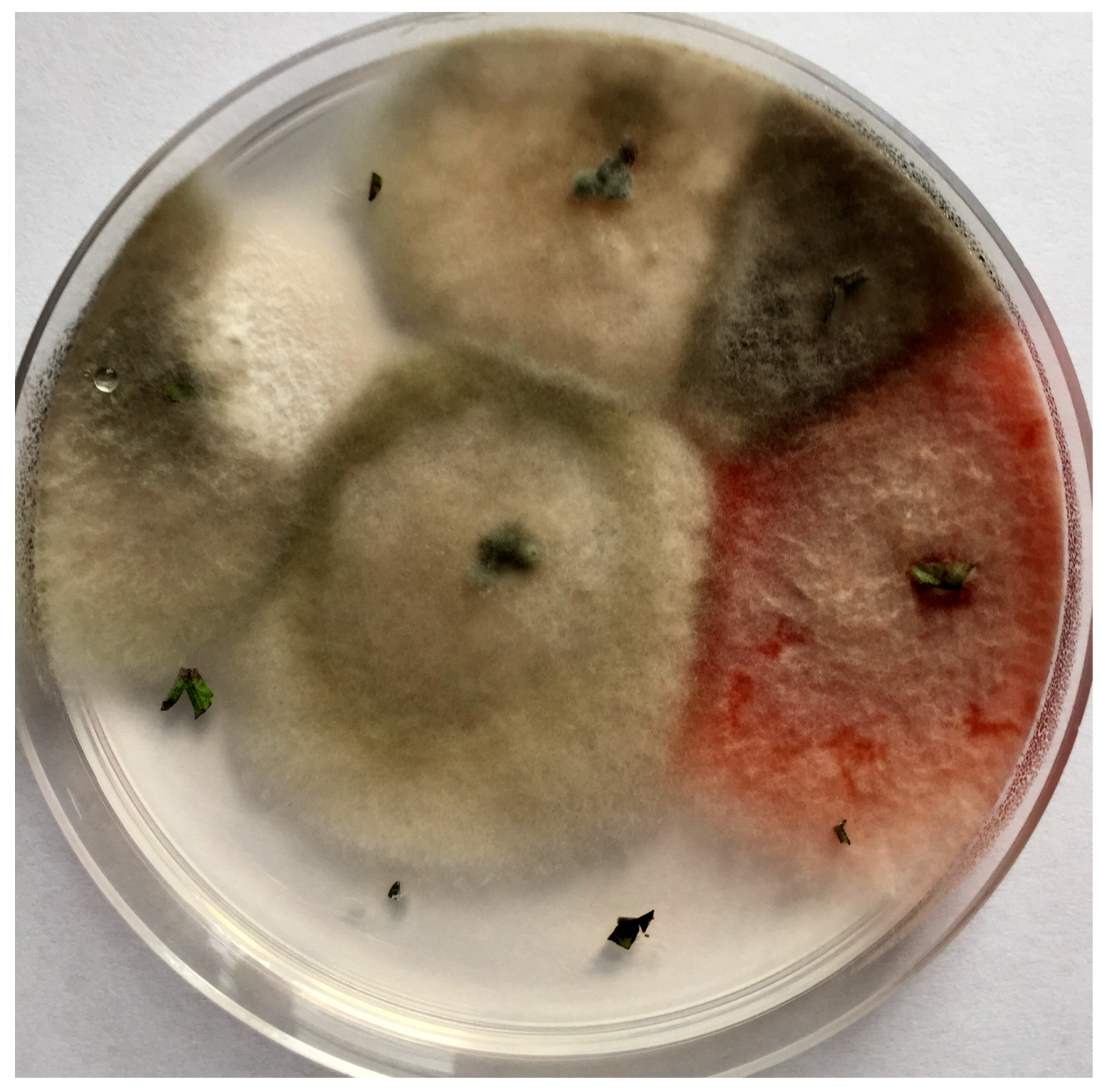 Agriculture 10 00543 g001