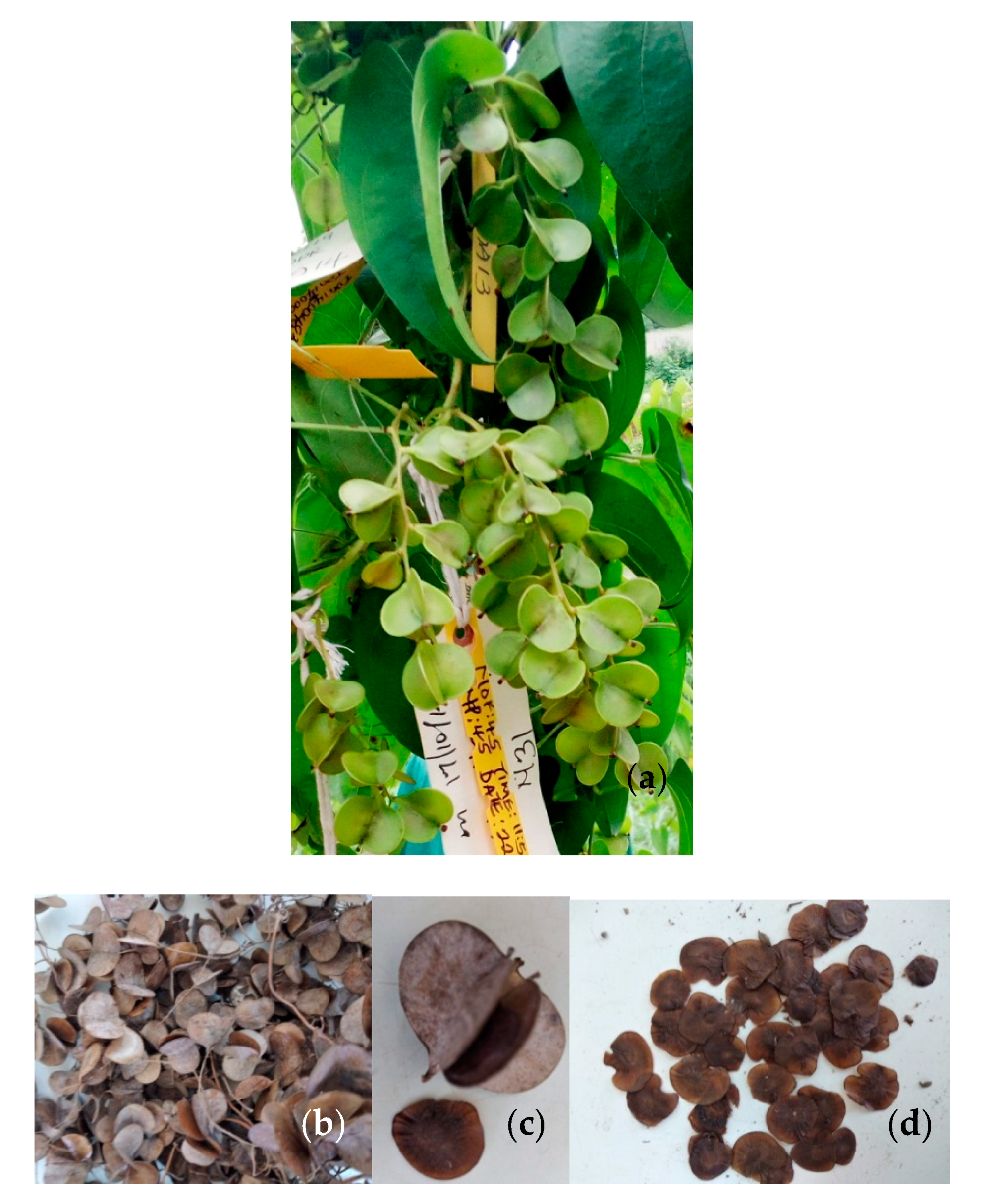 Agriculture 10 00560 g004 Agriculture 10 00560 g004