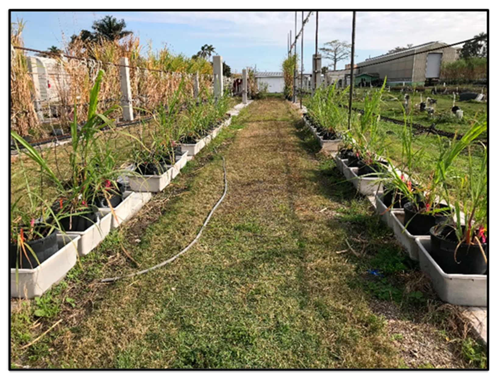 Agriculture 10 00608 g001 Agriculture 10 00608 g001