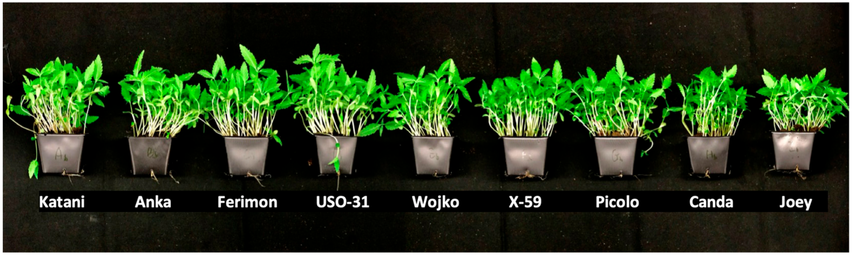 Agriculture 10 00617 g001