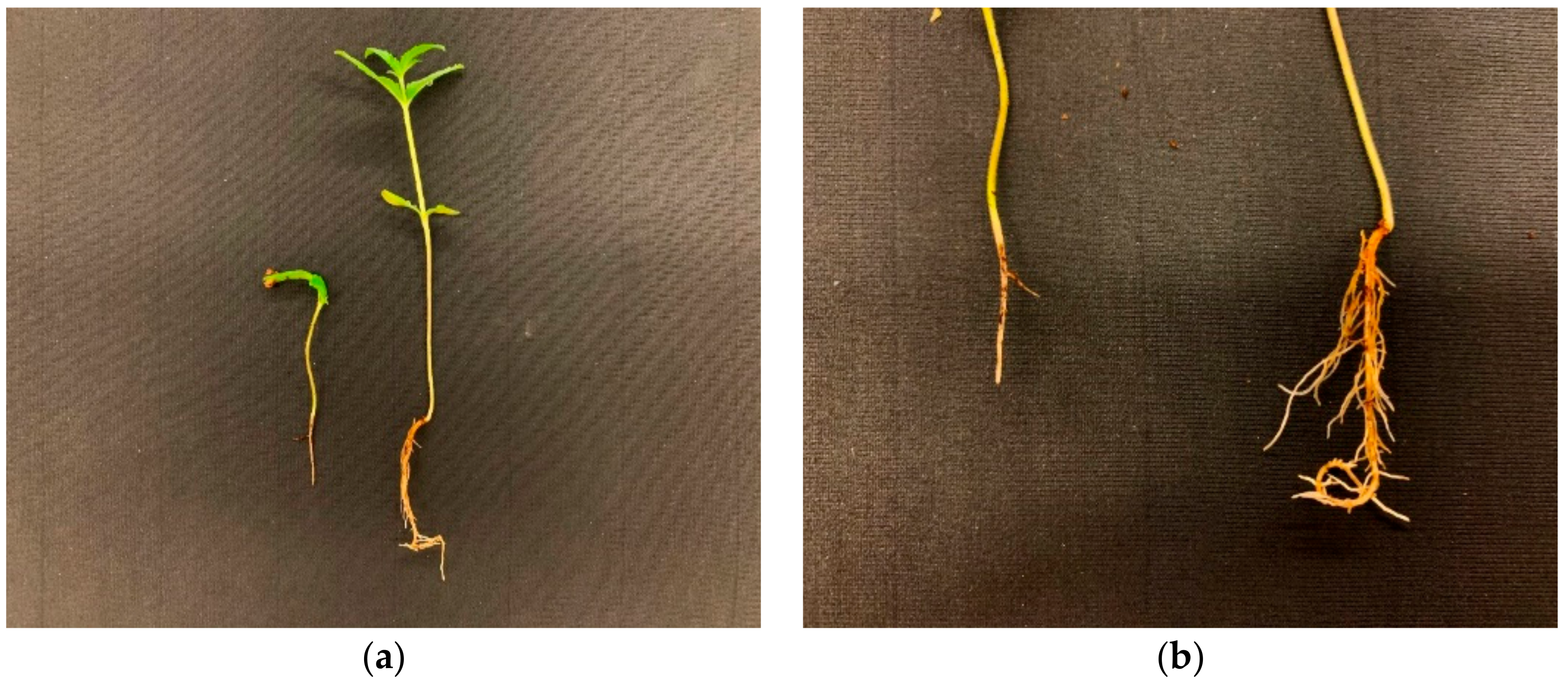 Agriculture 10 00617 g009