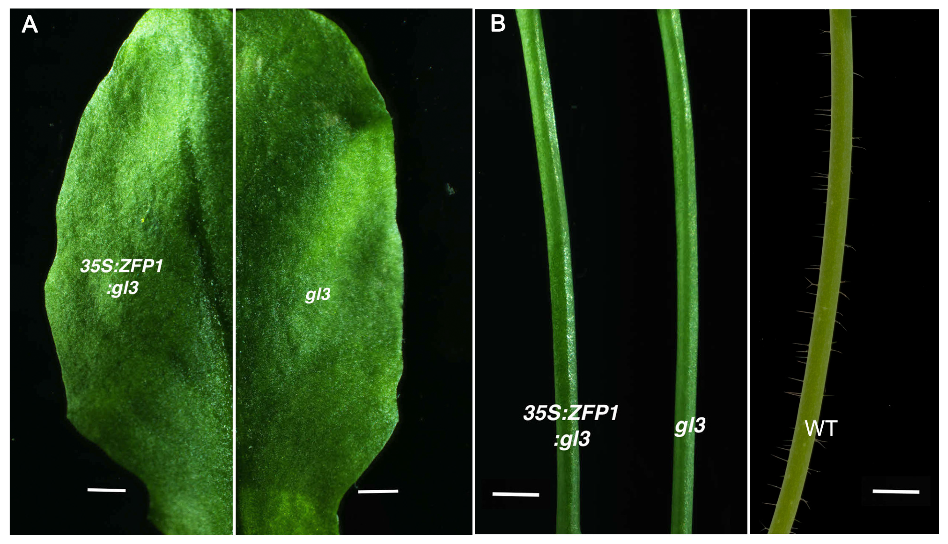 Agriculture 10 00645 g006 Agriculture 10 00645 g006