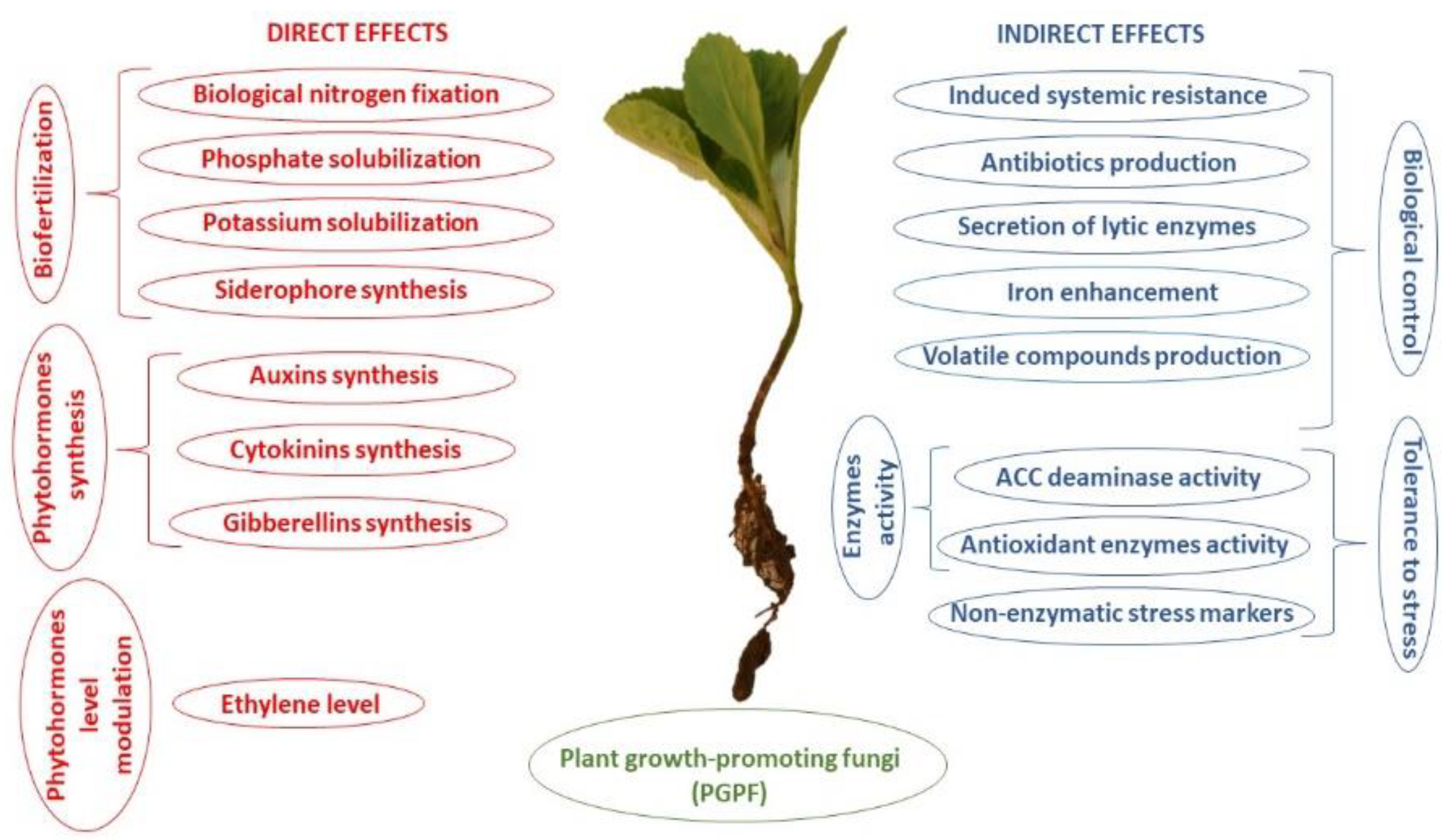 Agriculture | Free Full-Text | Mortierella Species as the Plant  Growth-Promoting Fungi Present in the Agricultural Soils