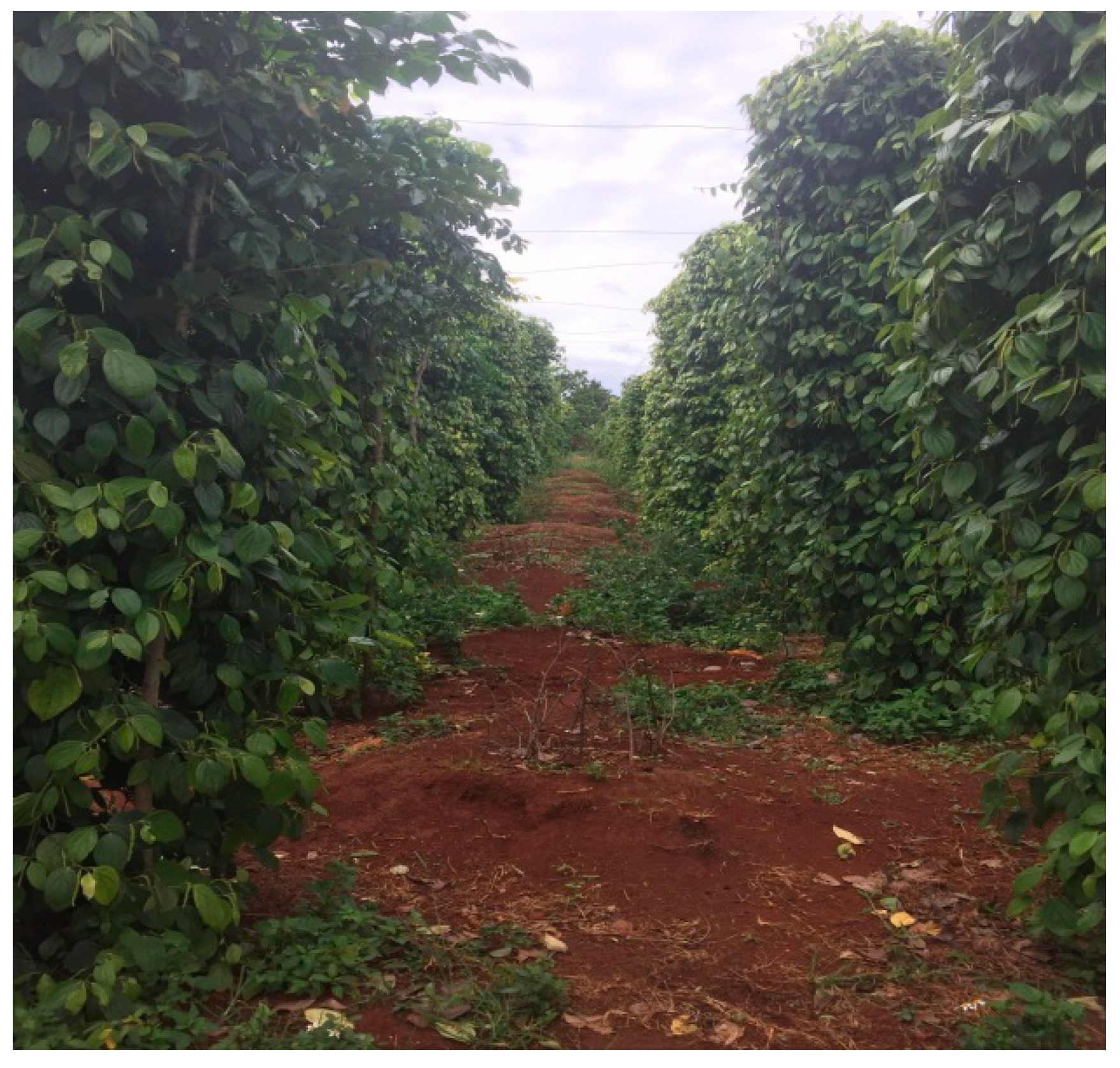 Agriculture 11 00015 g001 Agriculture 11 00015 g001