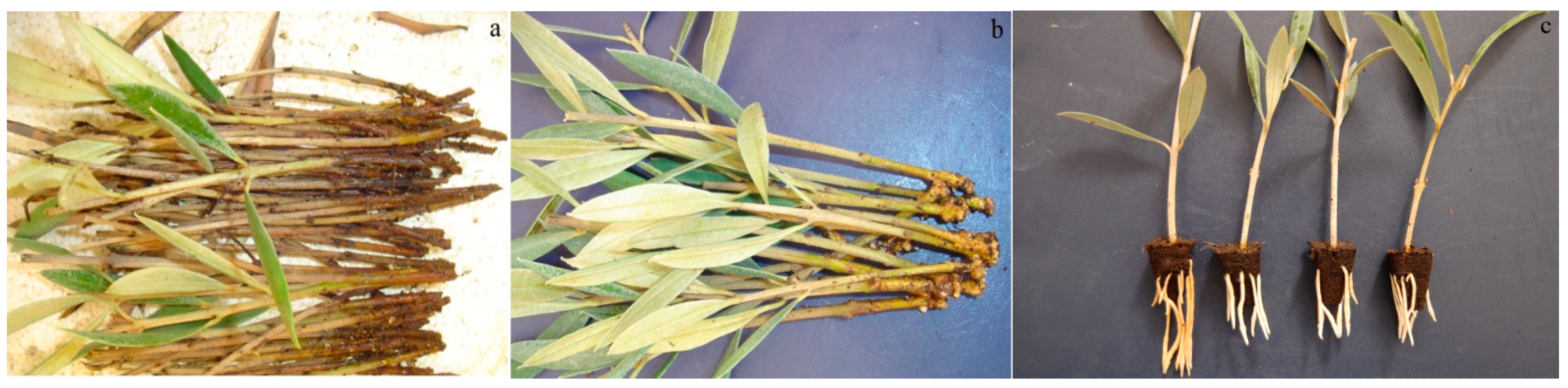 Agriculture 11 00071 g002