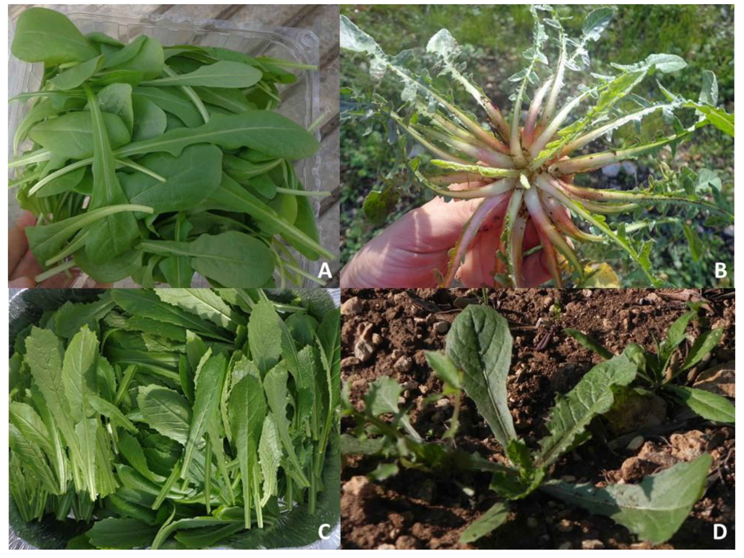 Agriculture 11 00074 g002