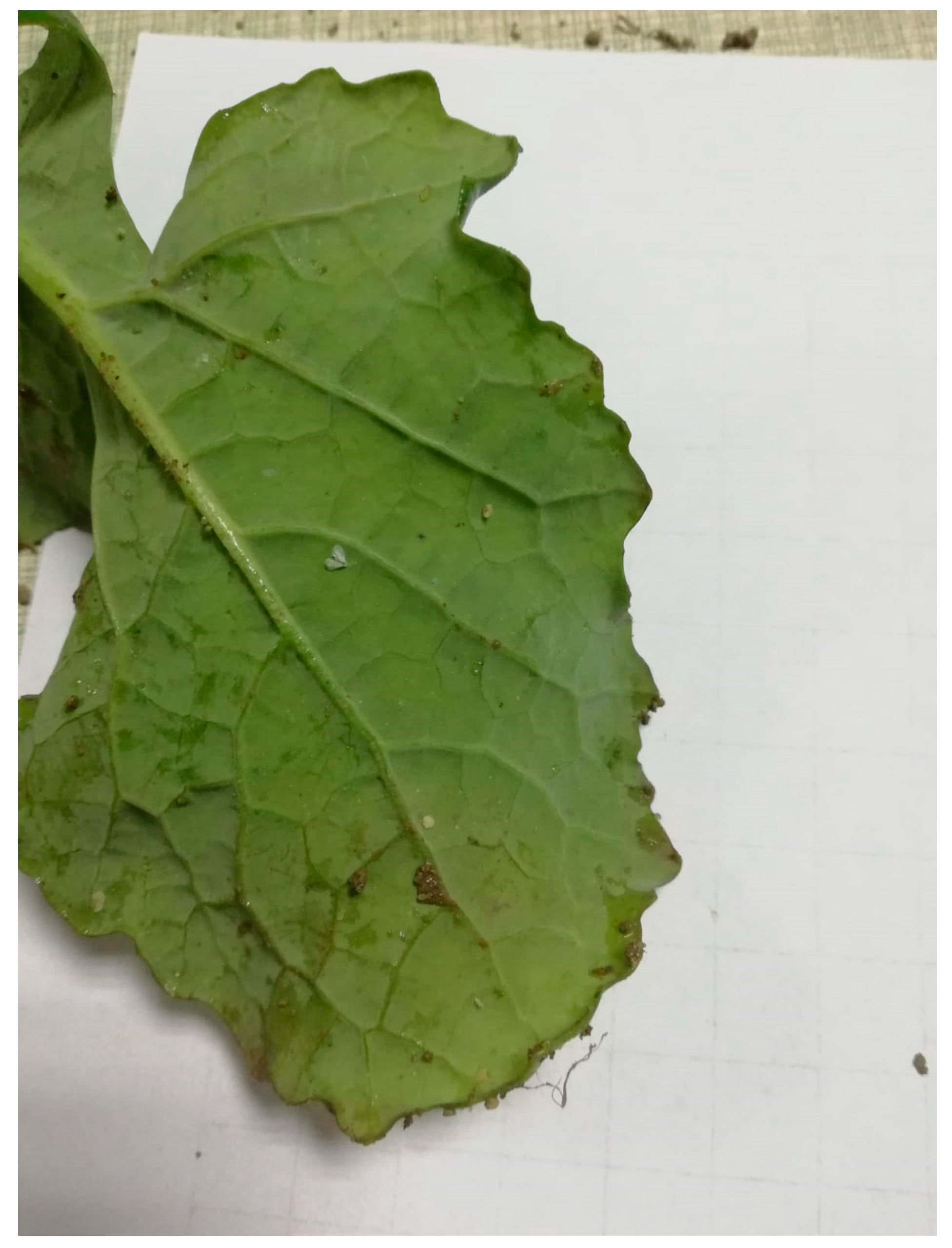 Agriculture 11 00094 g001