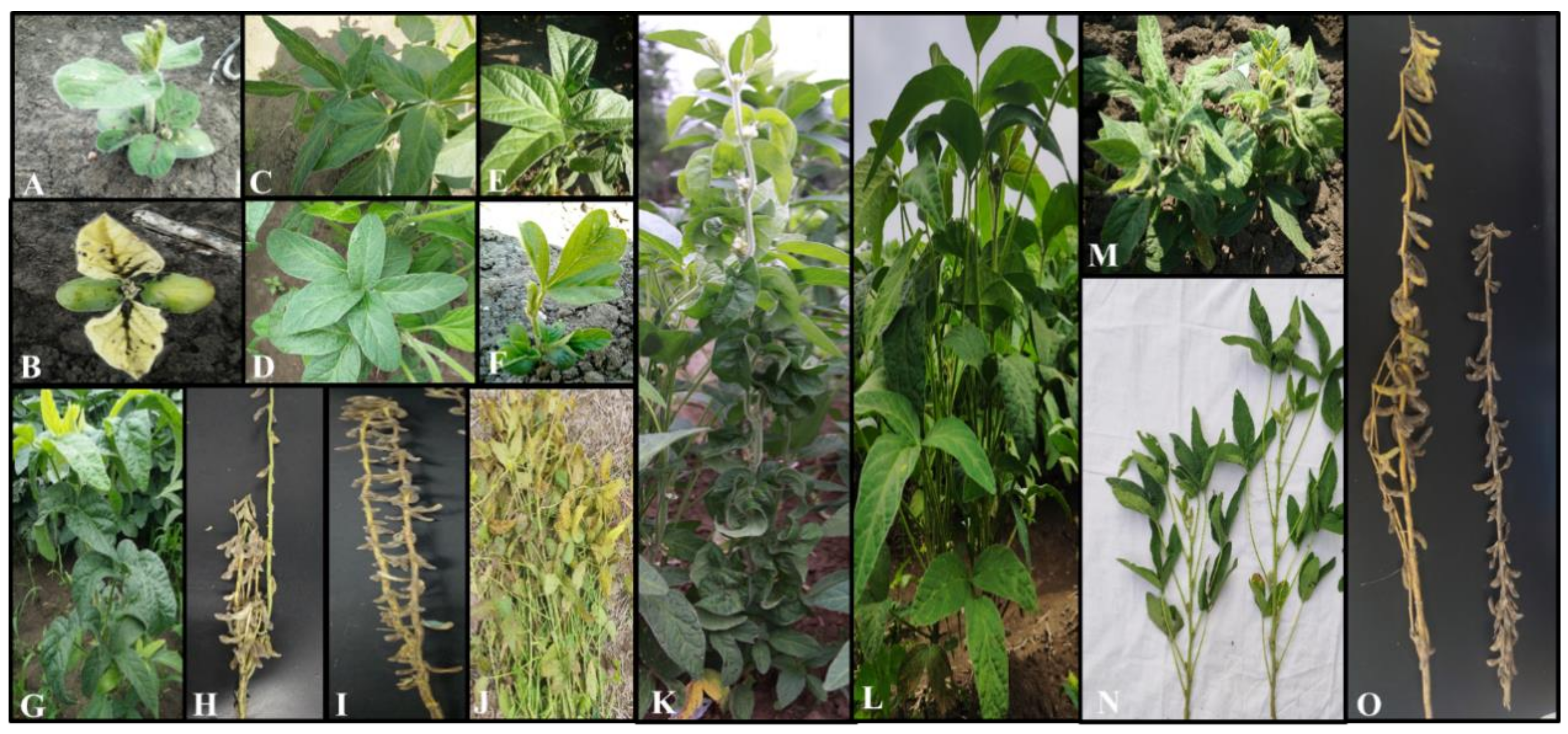 Agriculture 11 00098 g003