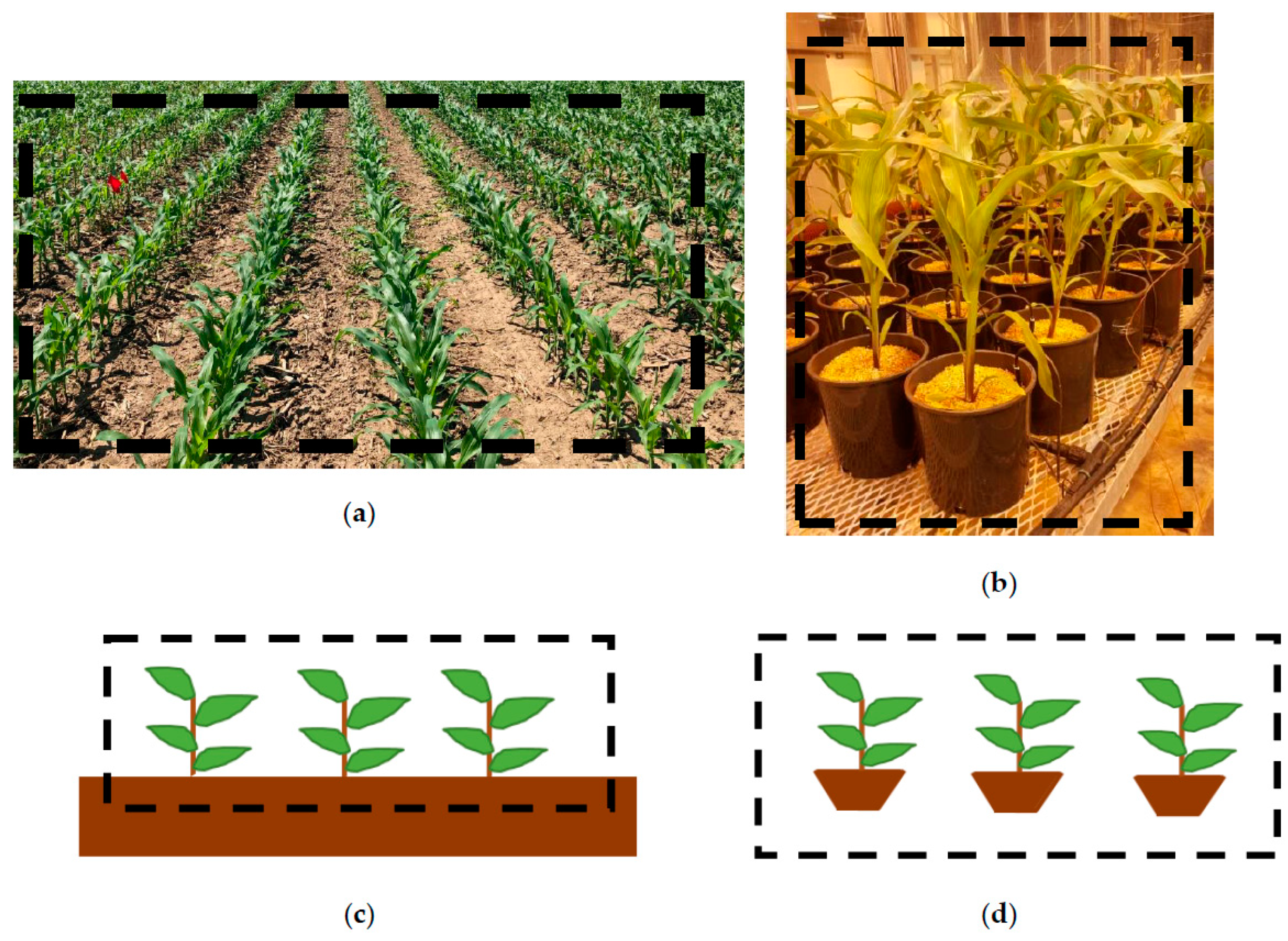 Agriculture 11 00101 g001