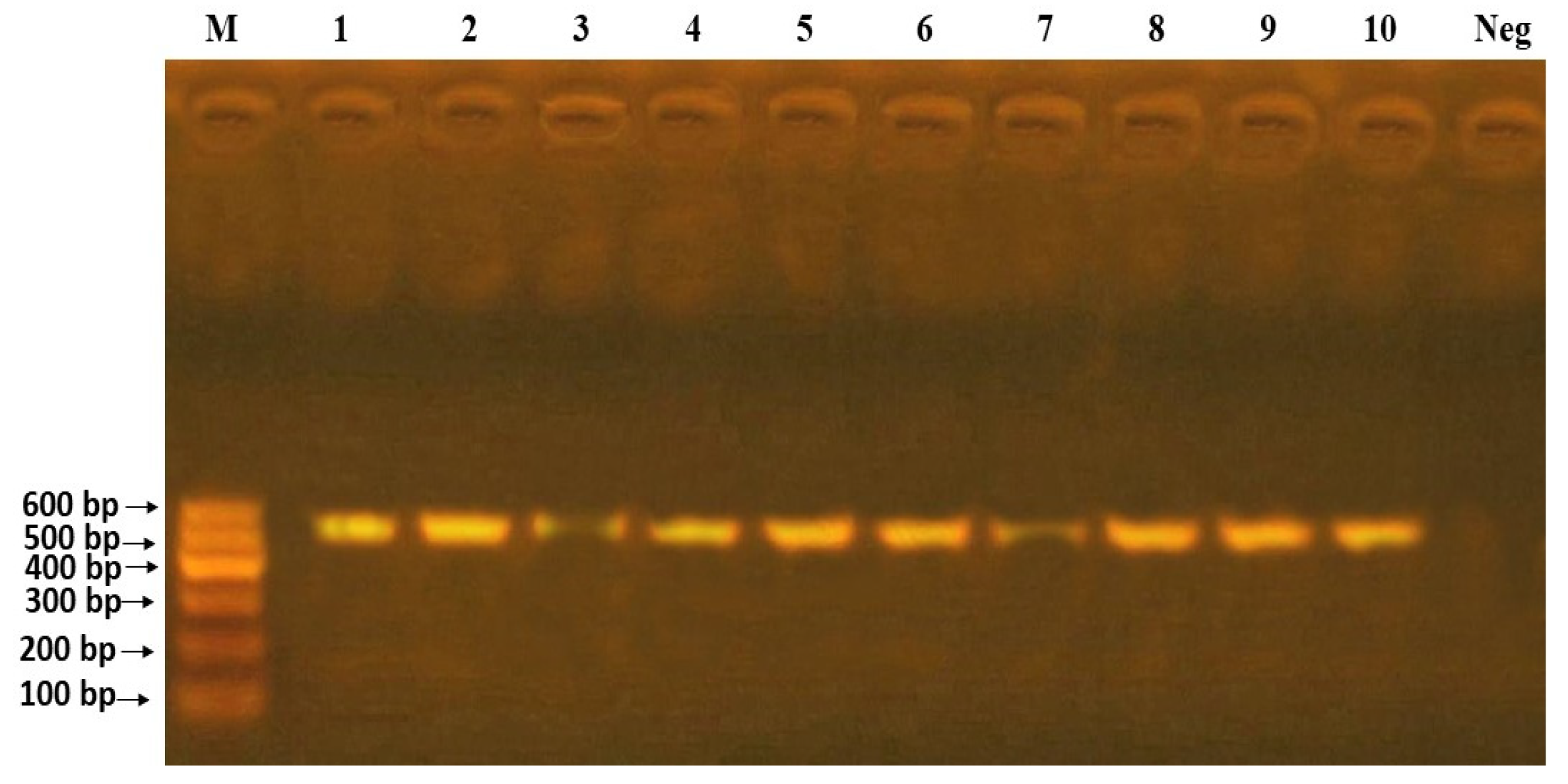 Agriculture 11 00125 g005