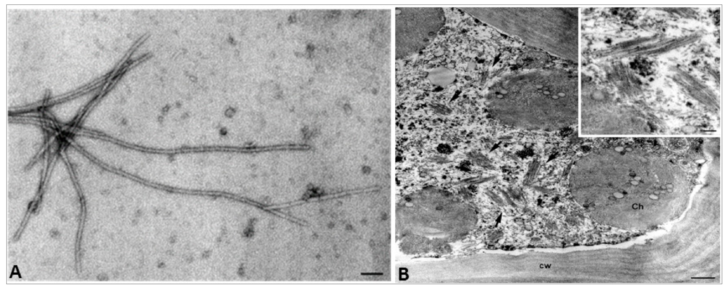 Agriculture 11 00126 g003 Agriculture 11 00126 g003