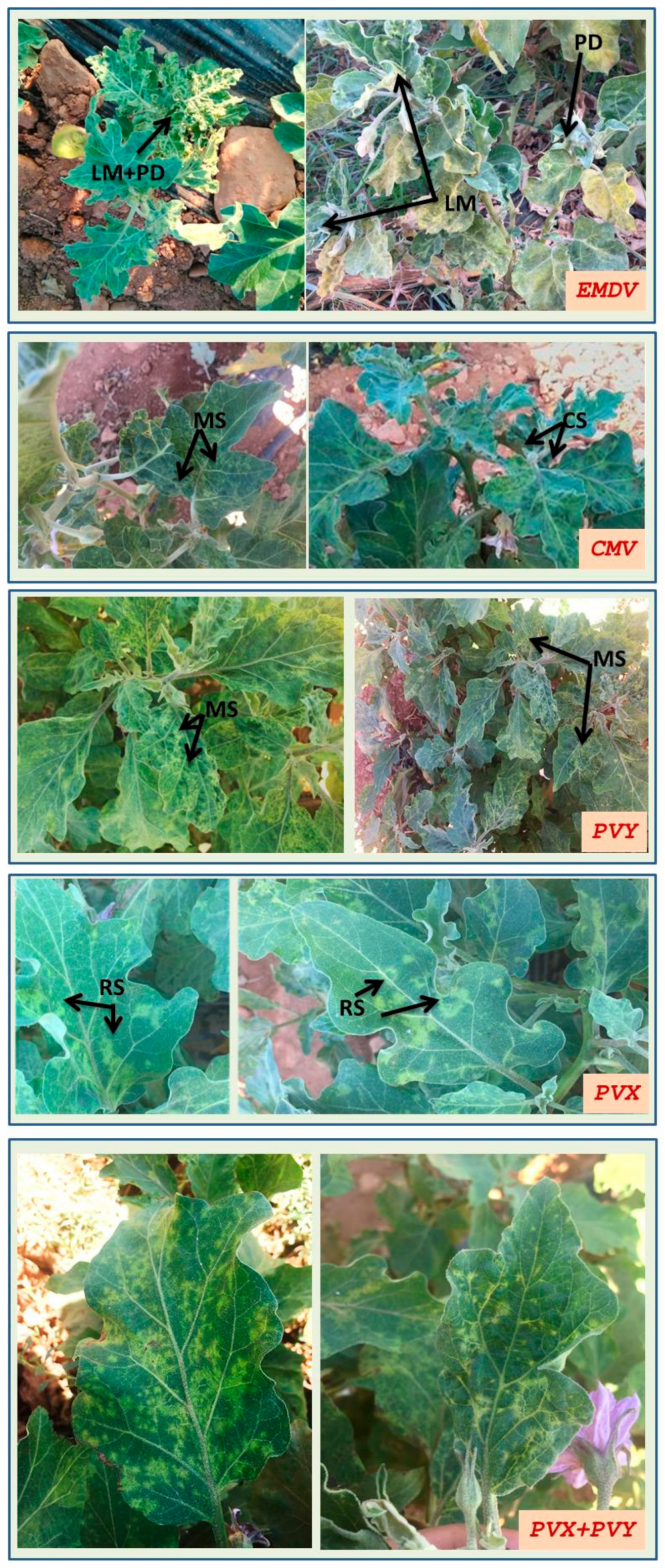 Agriculture 11 00126 g005 Agriculture 11 00126 g005