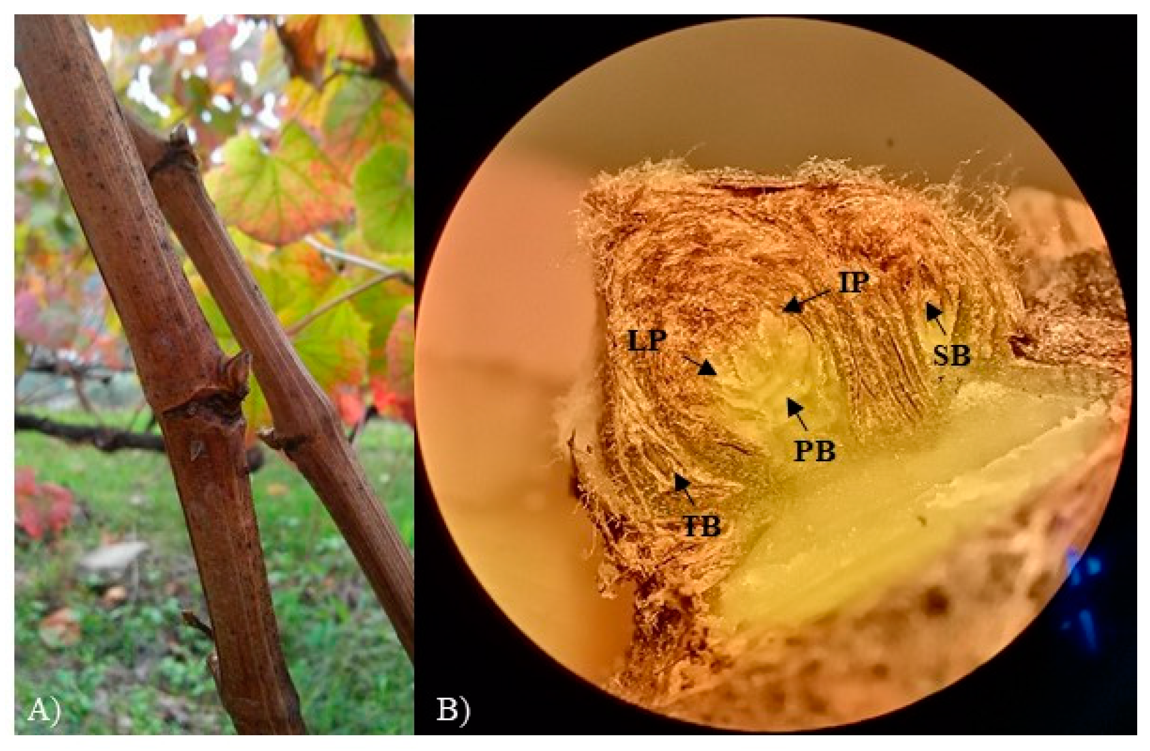 Agriculture 11 00127 g002 Agriculture 11 00127 g002