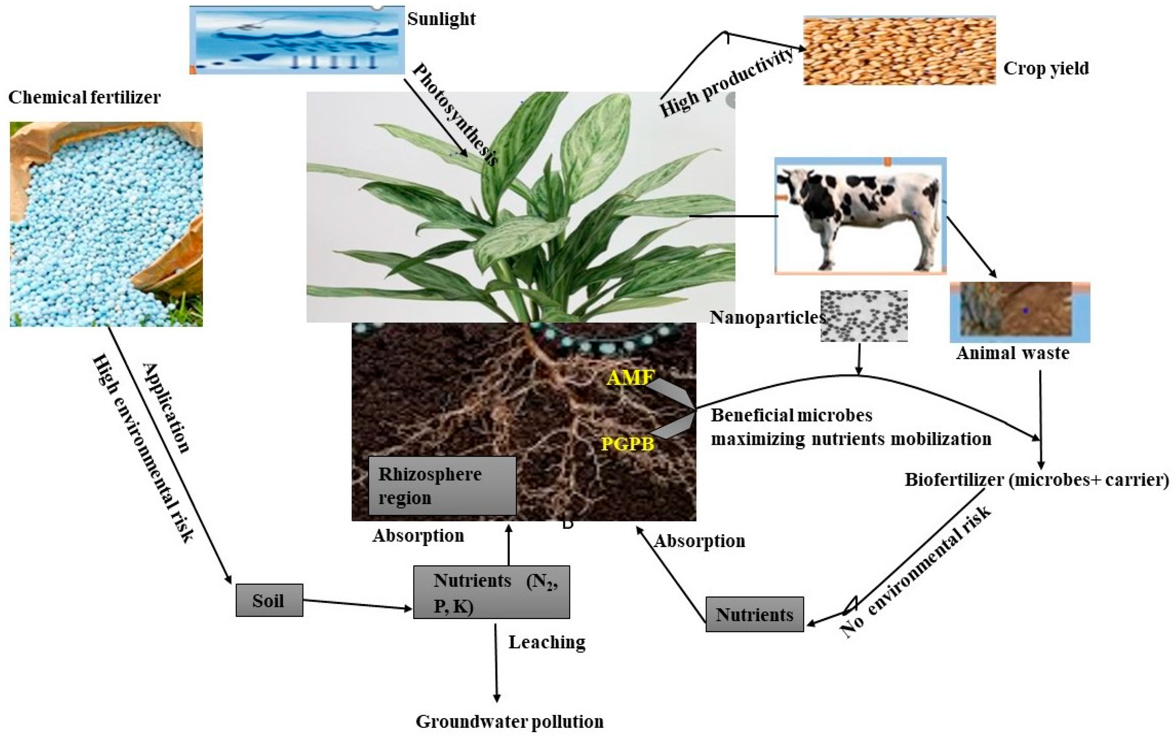 IV. Benefits of Using Soil Microorganisms as Biofertilizers