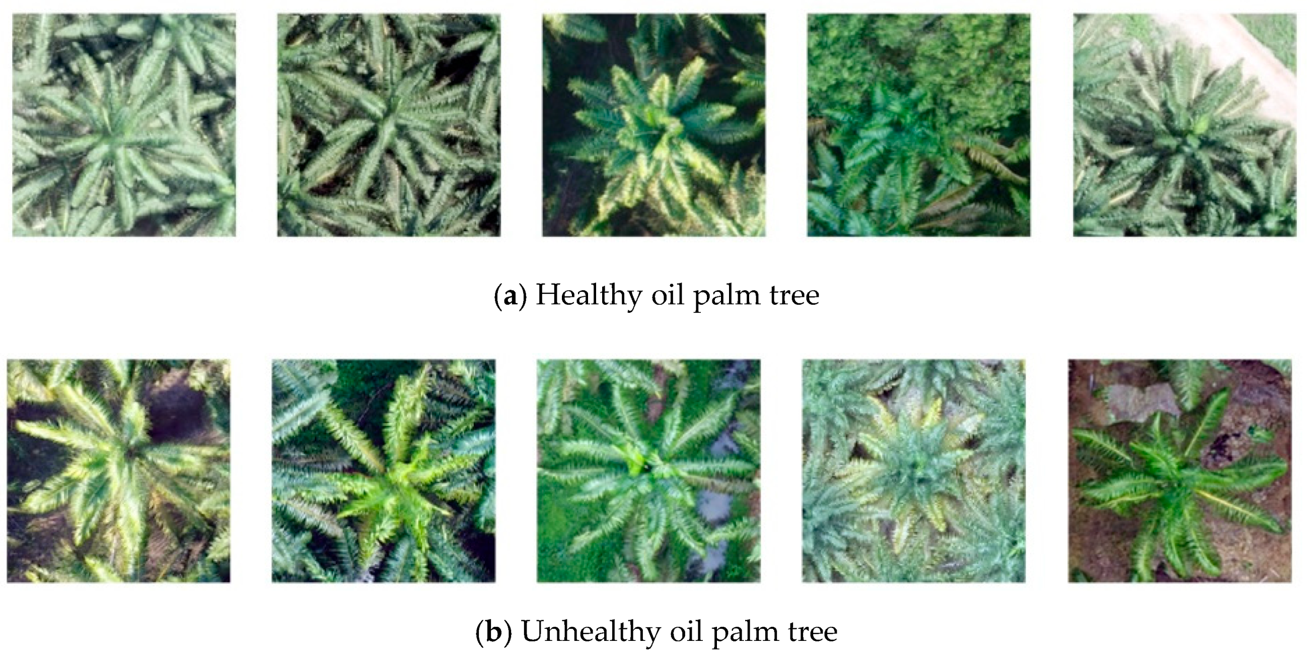 Agriculture 11 00183 g006