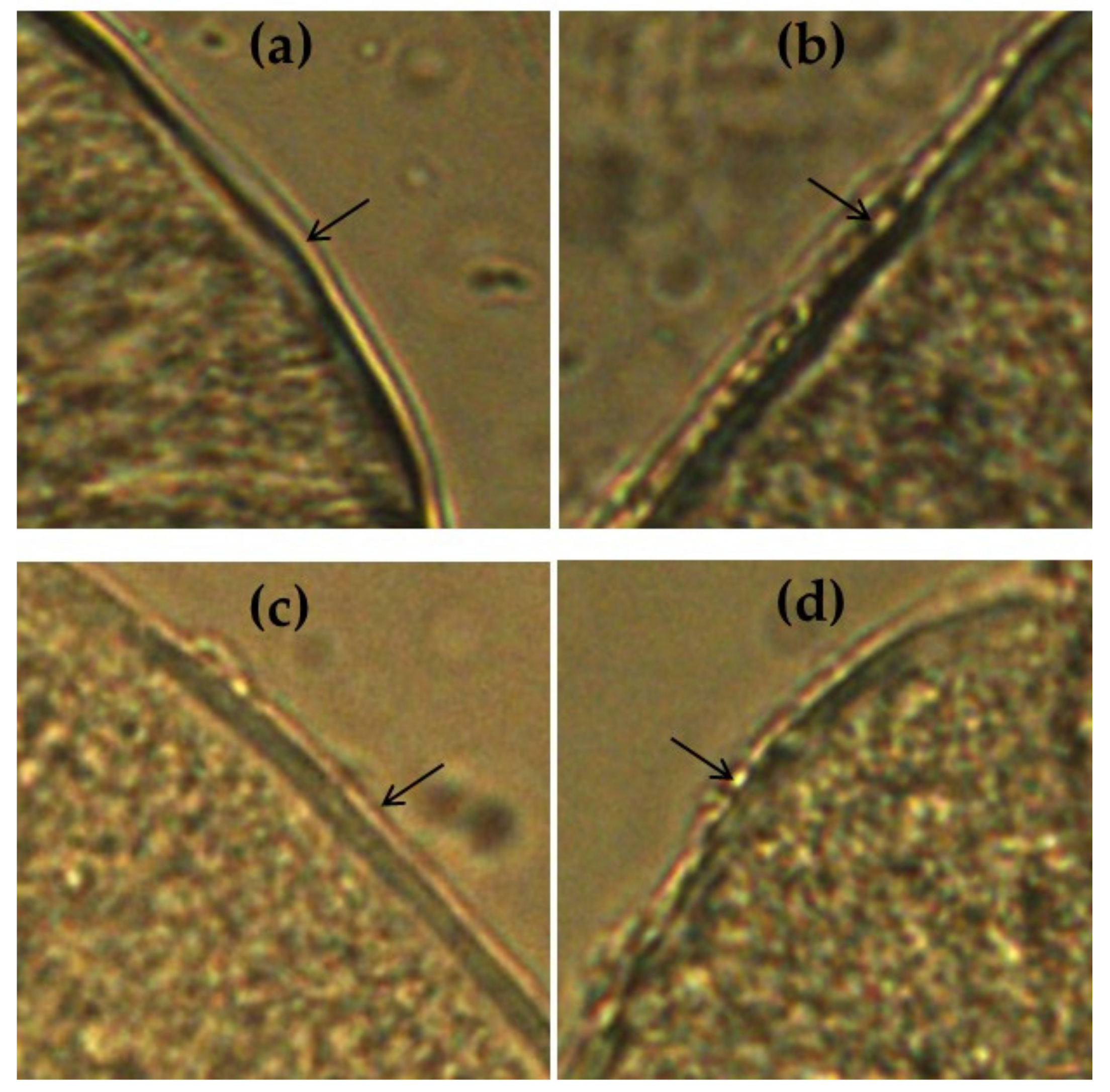 Agriculture 11 00186 g006 Agriculture 11 00186 g006