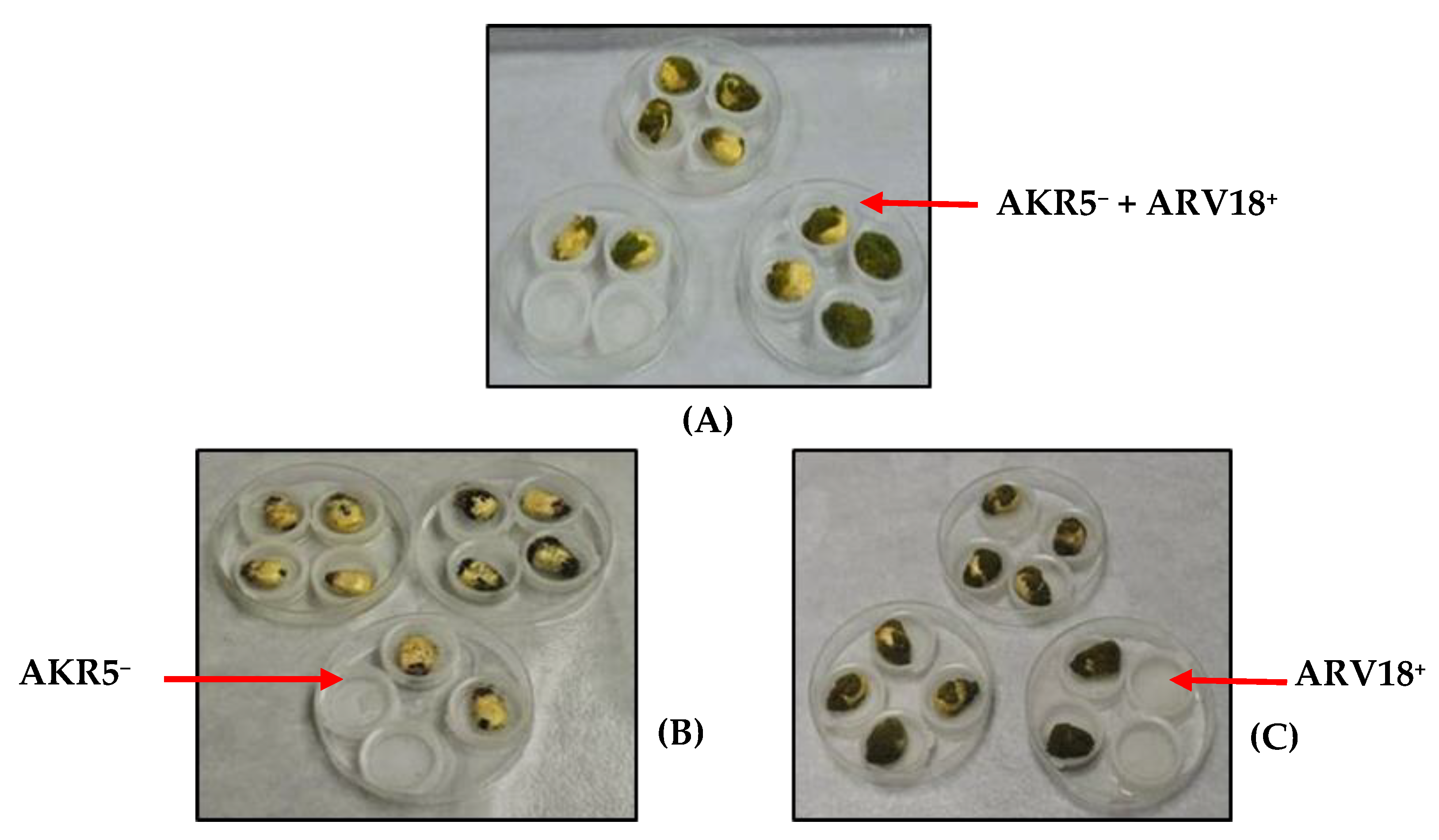 Agriculture 11 00198 g003