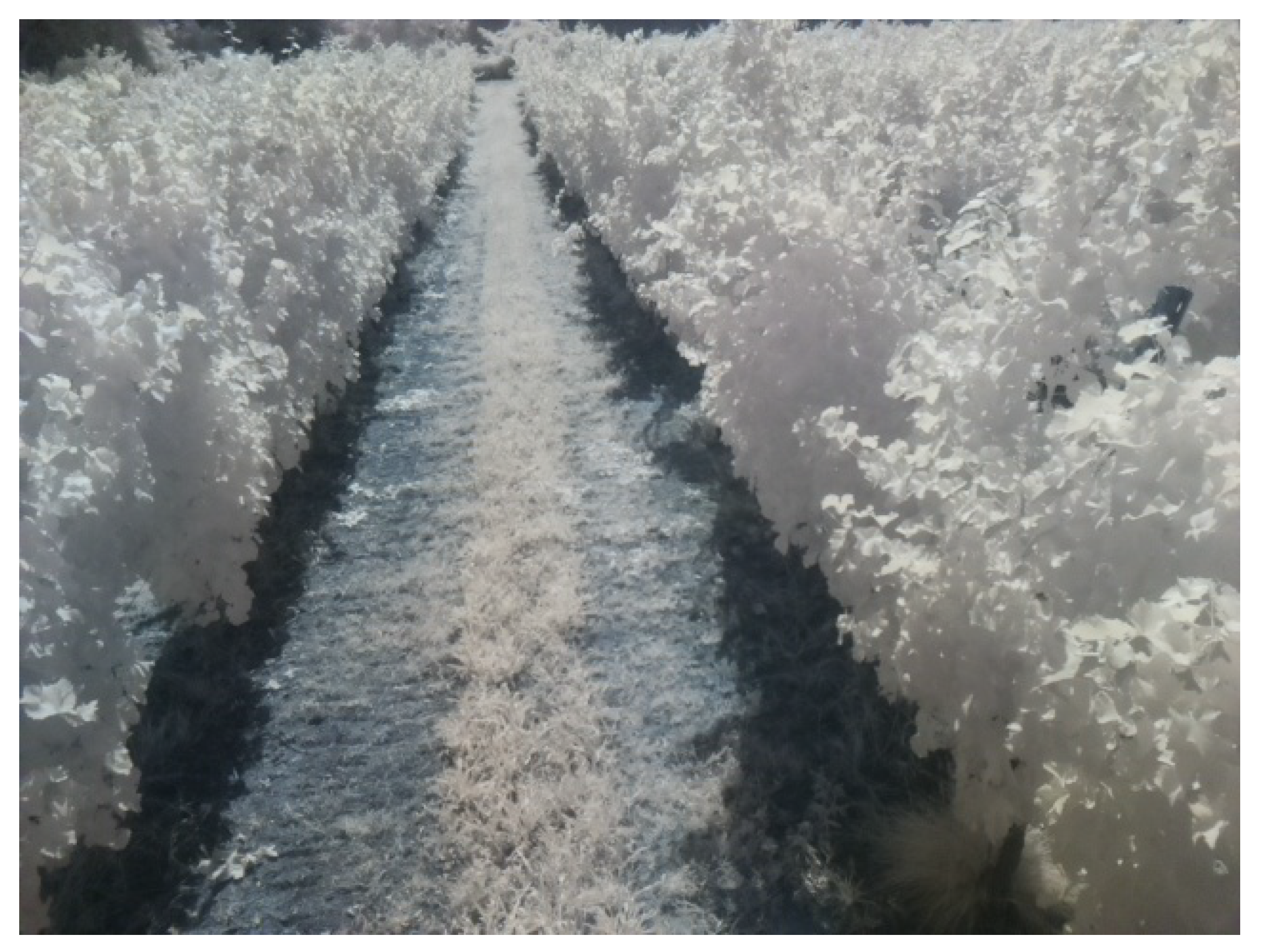 Agriculture 11 00208 g006 Agriculture 11 00208 g006