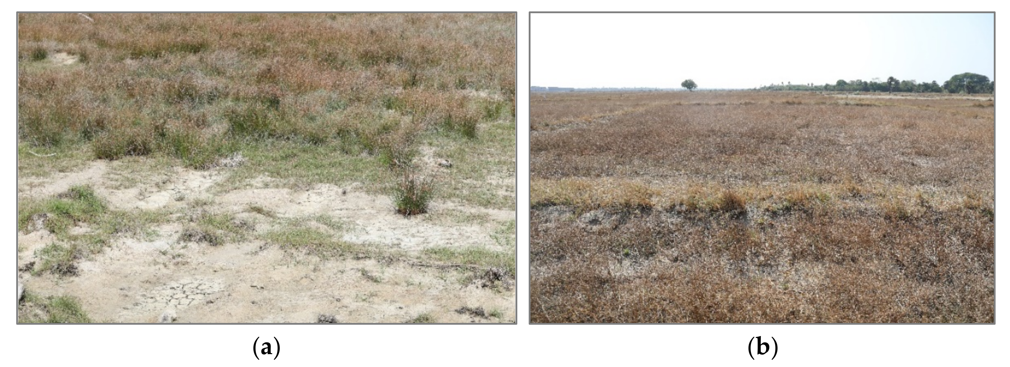 Agriculture 11 00211 g001