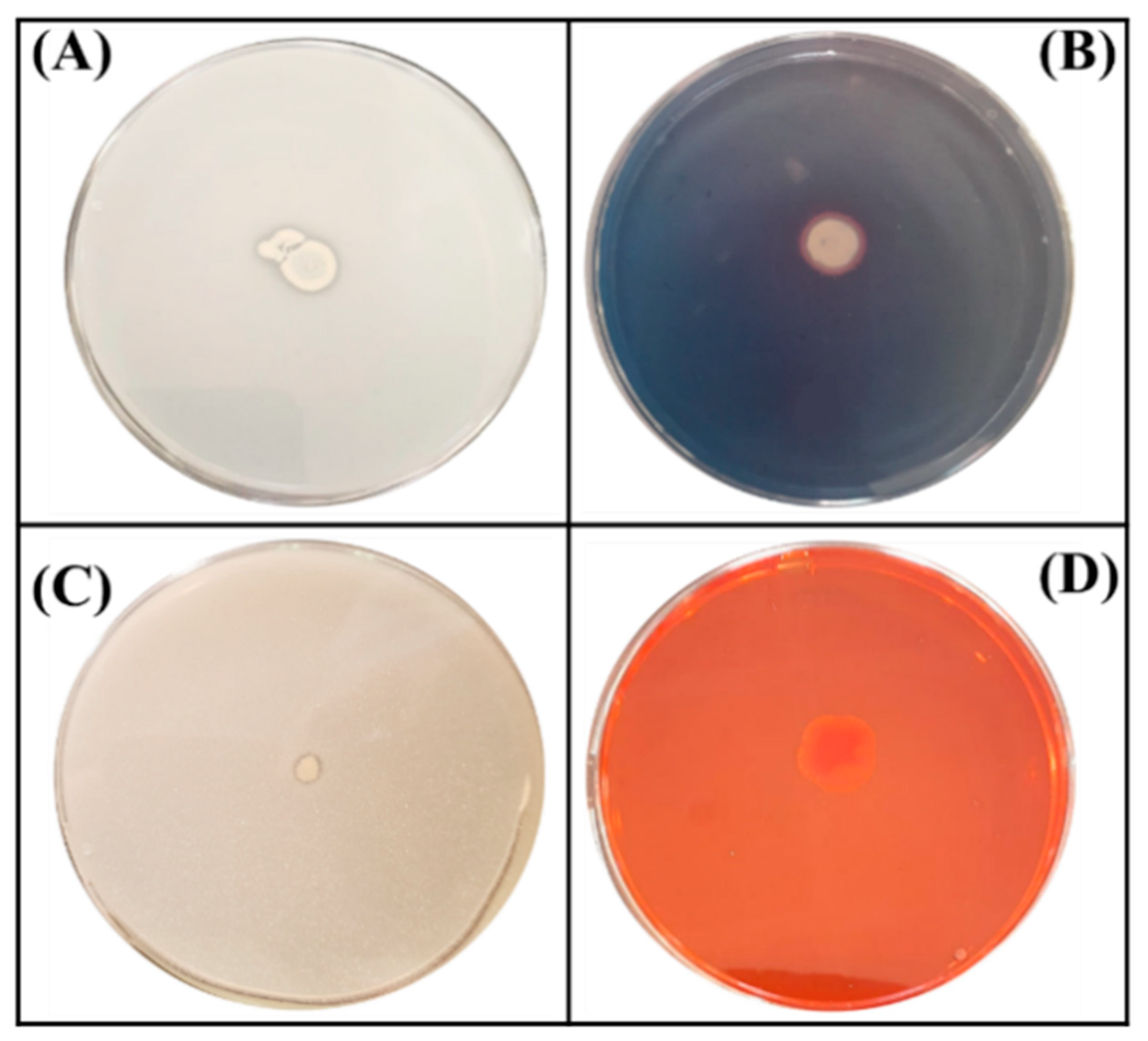 Agriculture 11 00224 g001