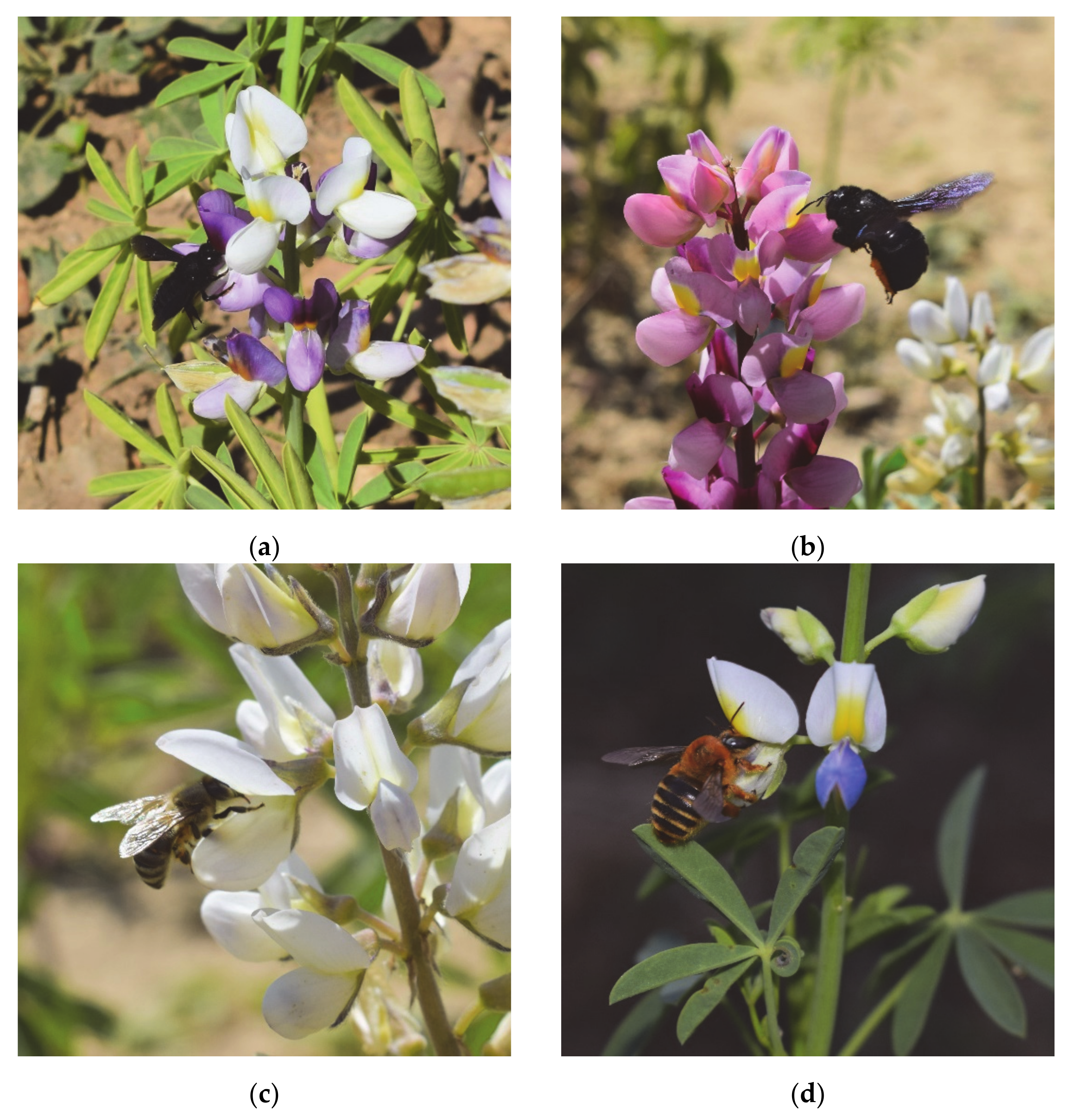 Agriculture 11 00236 g004