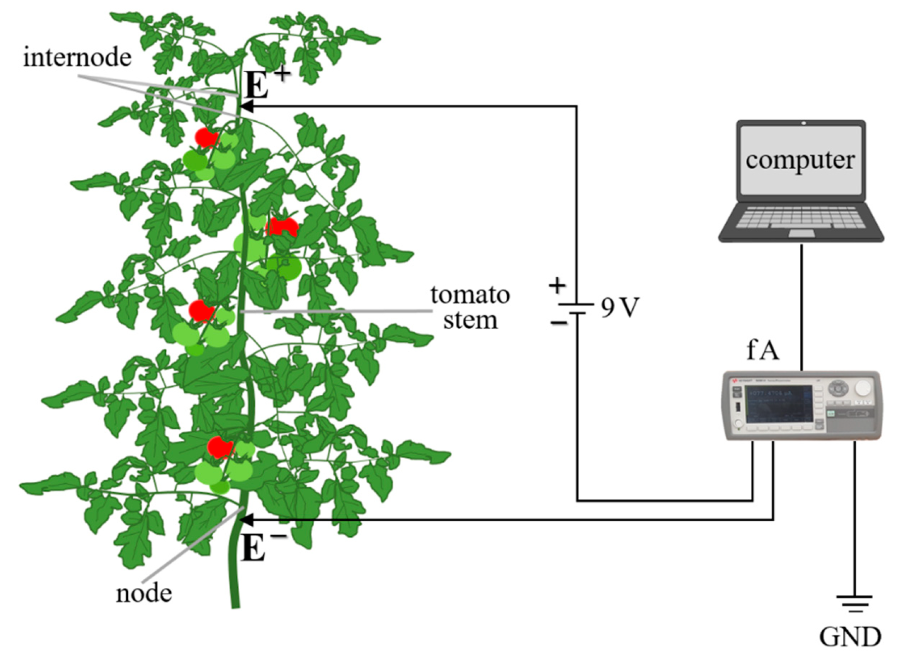 Agriculture Free Full Text Evaluation Of The Nutrients Uptake By Tomato Plants In Different Phenological Stages Using An Electrical Conductivity Technique Html