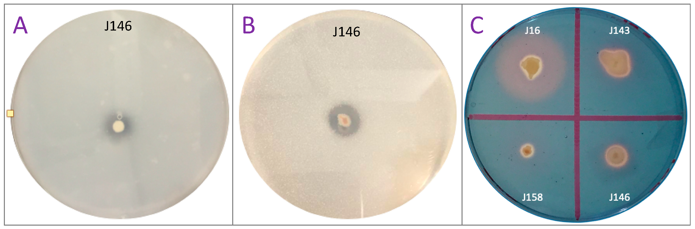 Agriculture 11 00316 g001