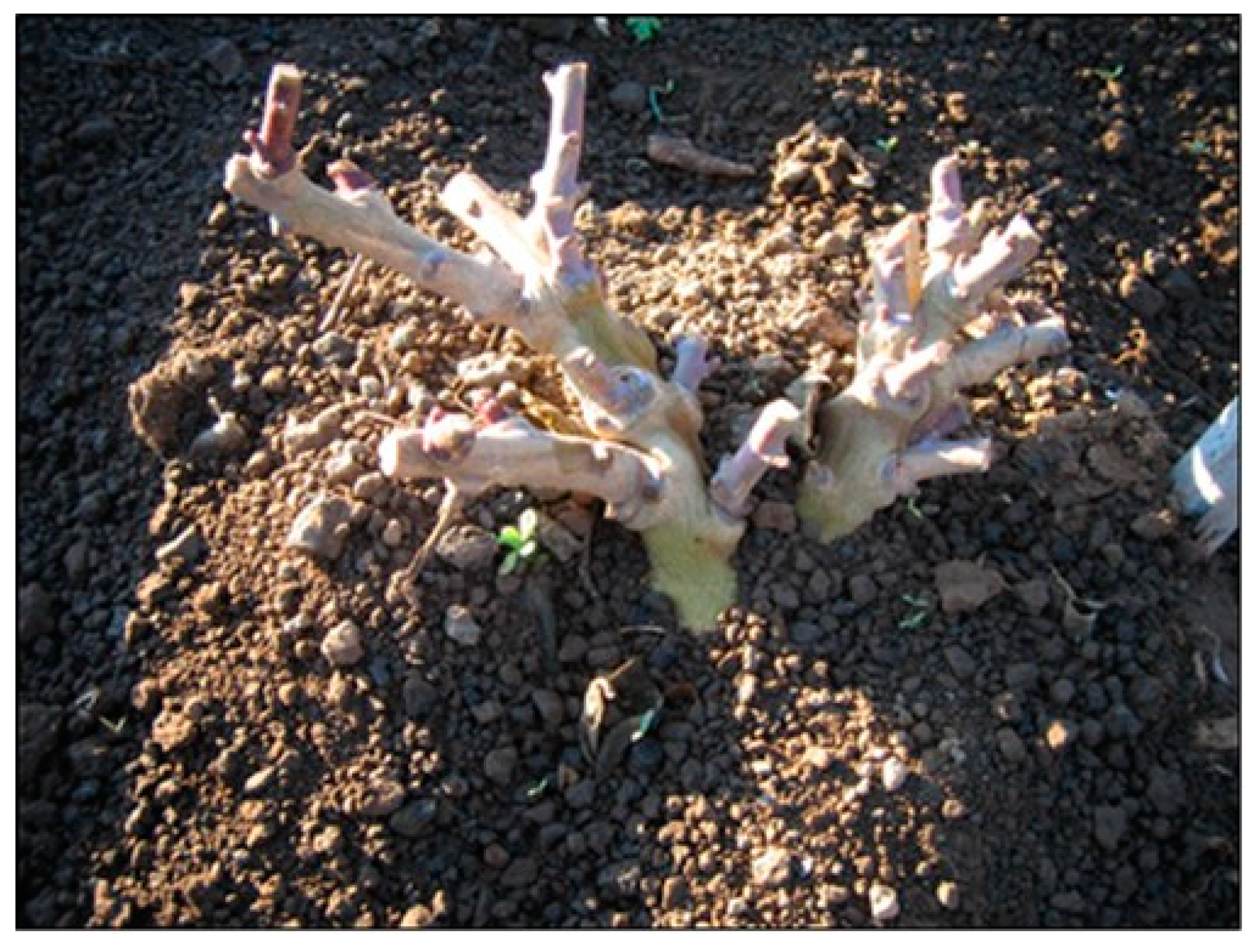 Agriculture 11 00327 g002