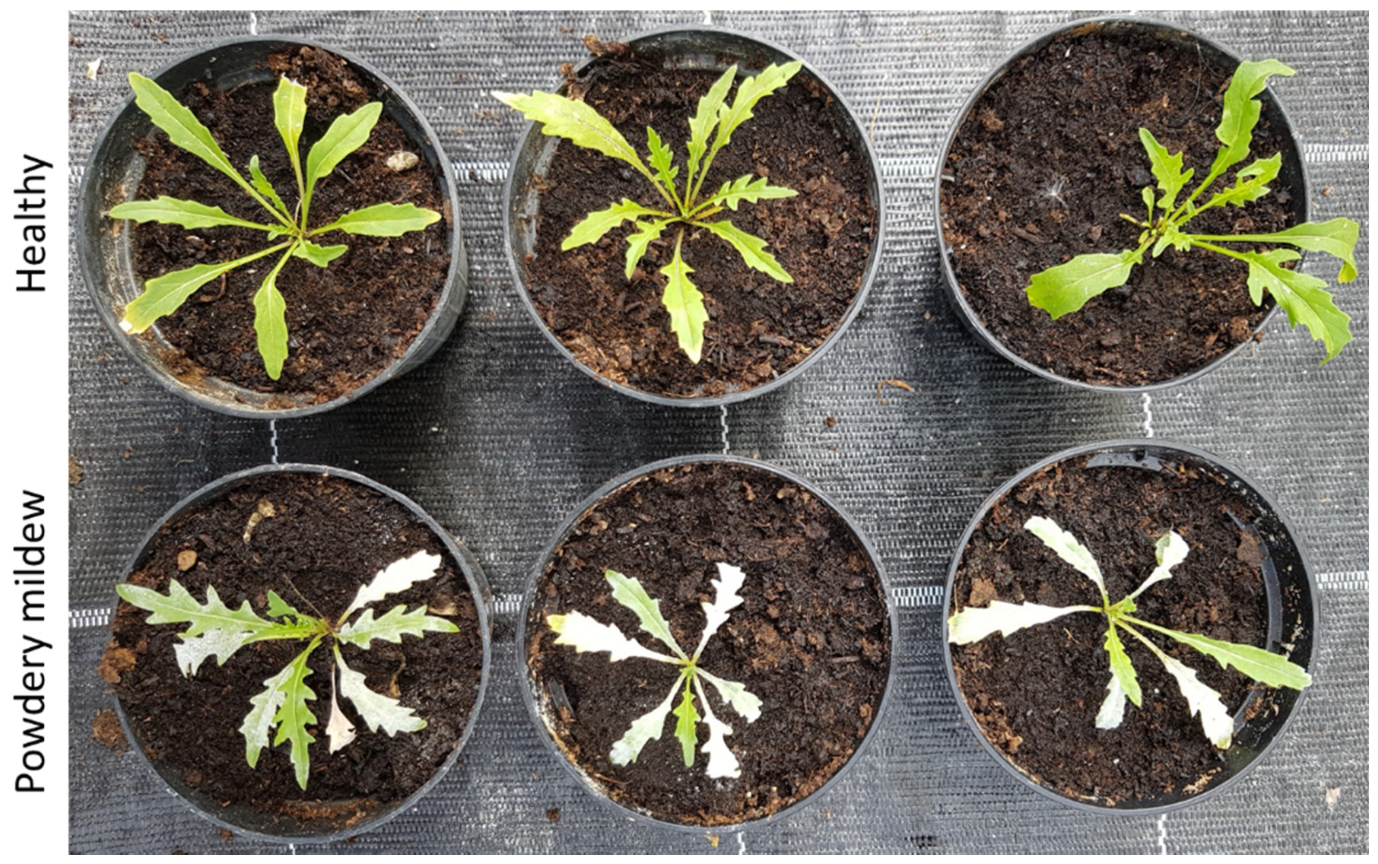 Agriculture 11 00337 g003