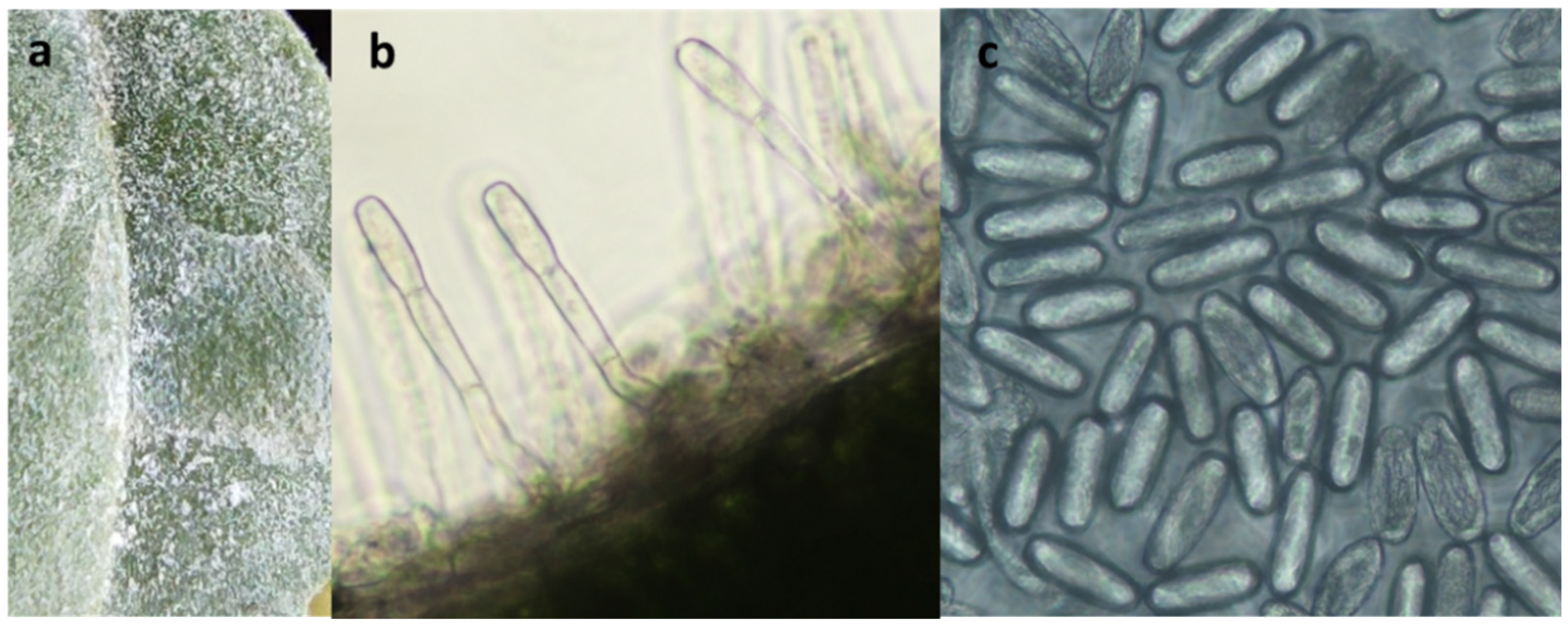 Agriculture 11 00337 g004