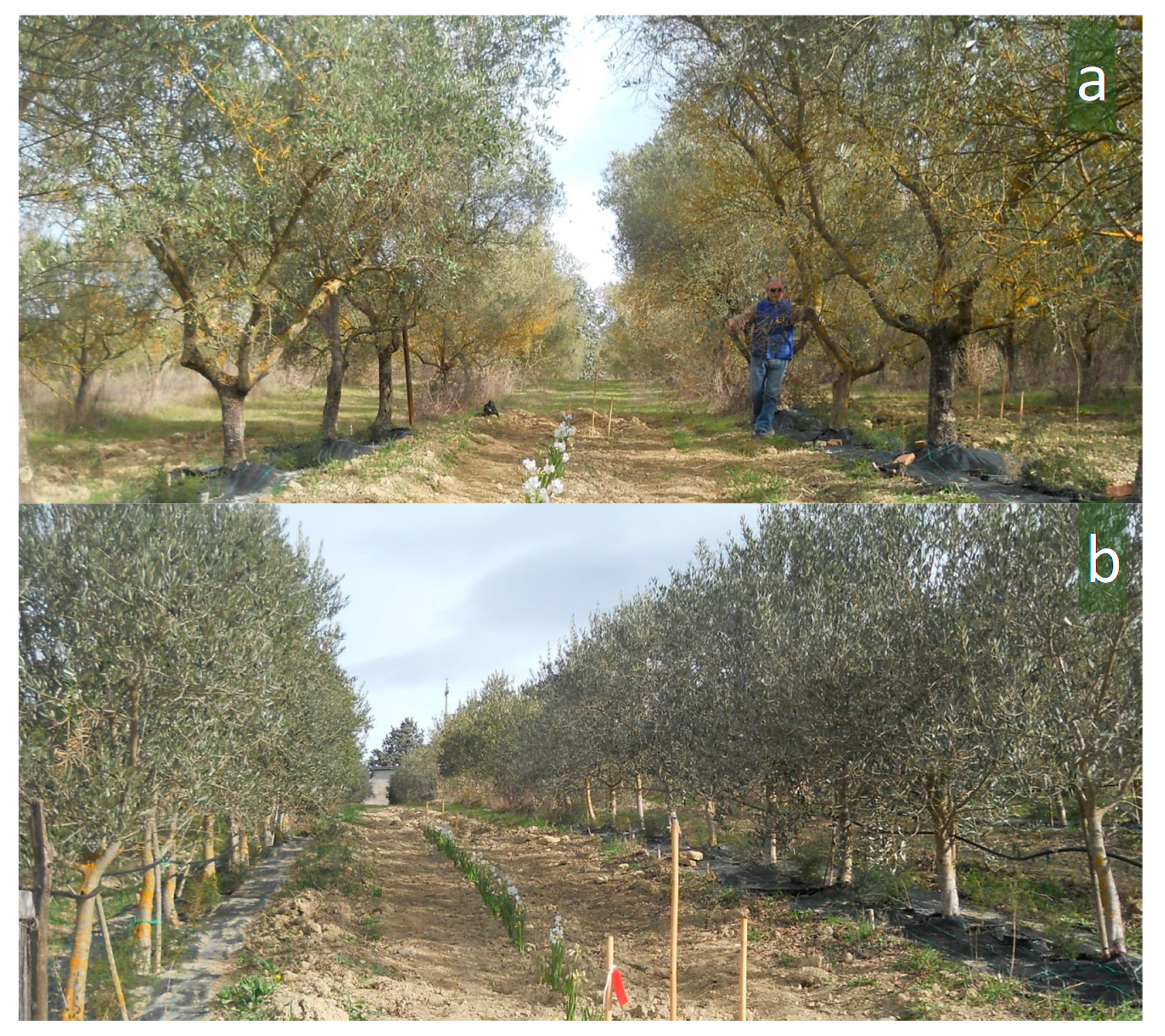 Agriculture 11 00351 g001b Agriculture 11 00351 g001b